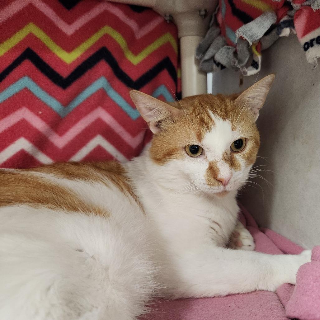 Roswell, a Adoptable Domestic Short Hair in Grand Rapids, MI image 5/6