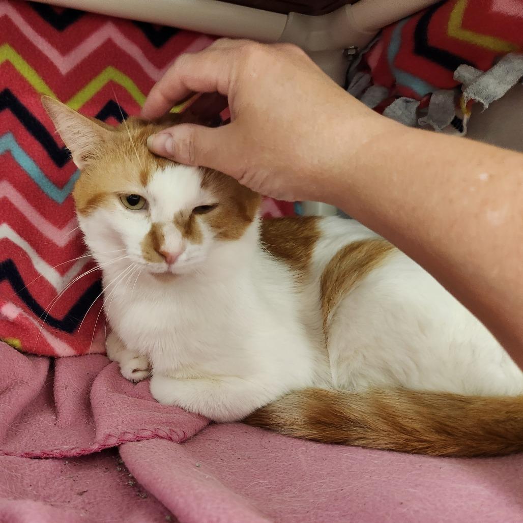 Roswell, a Adoptable Domestic Short Hair in Grand Rapids, MI image 6/6