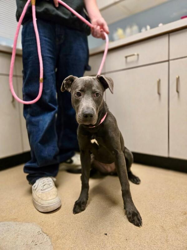 Enlarge Carly, a Adoptable mixed breed in Wooster, OH image 1/3