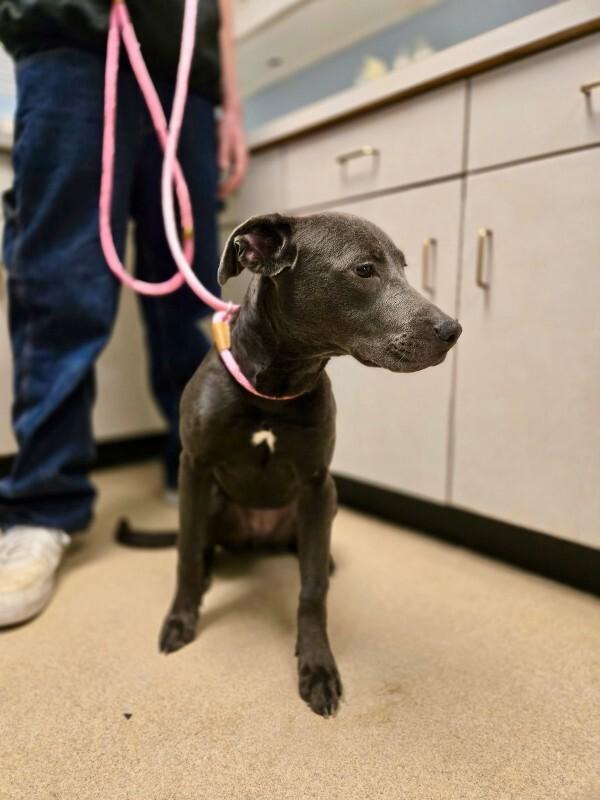 Enlarge Carly, a Adoptable mixed breed in Wooster, OH image 2/3