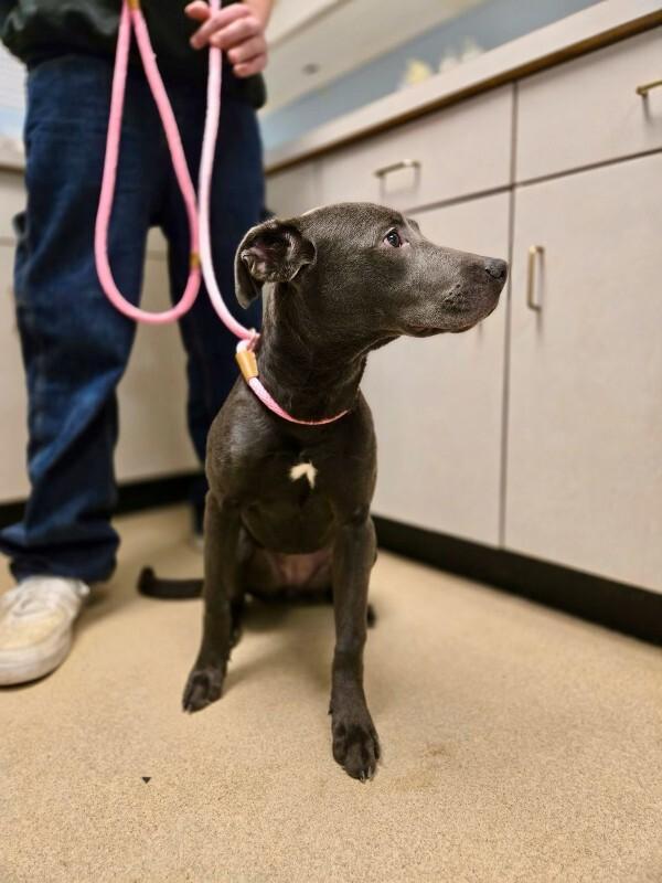 Enlarge Carly, a Adoptable mixed breed in Wooster, OH image 3/3