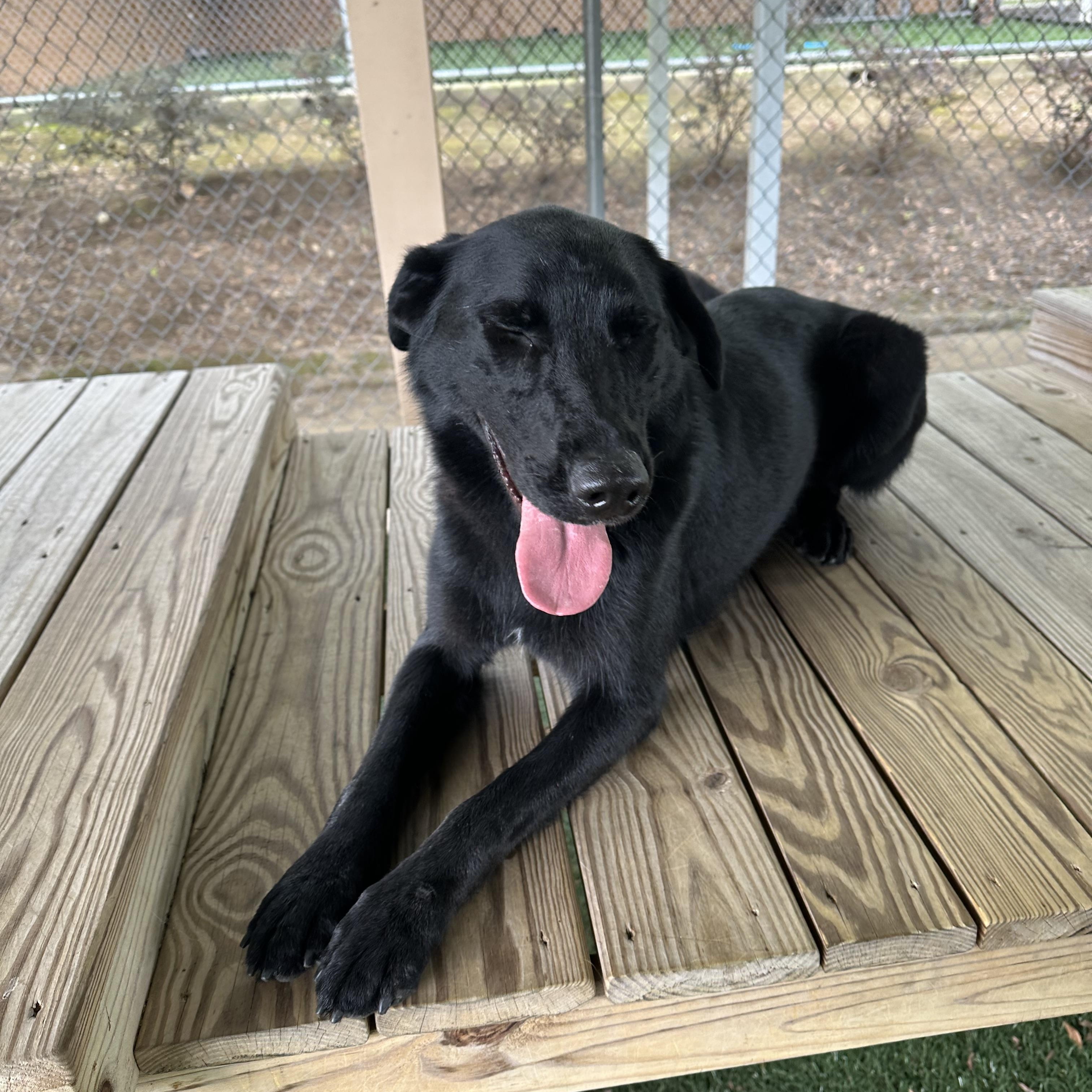 Roxanne, Adopted, Adult Female Labrador Retriever.