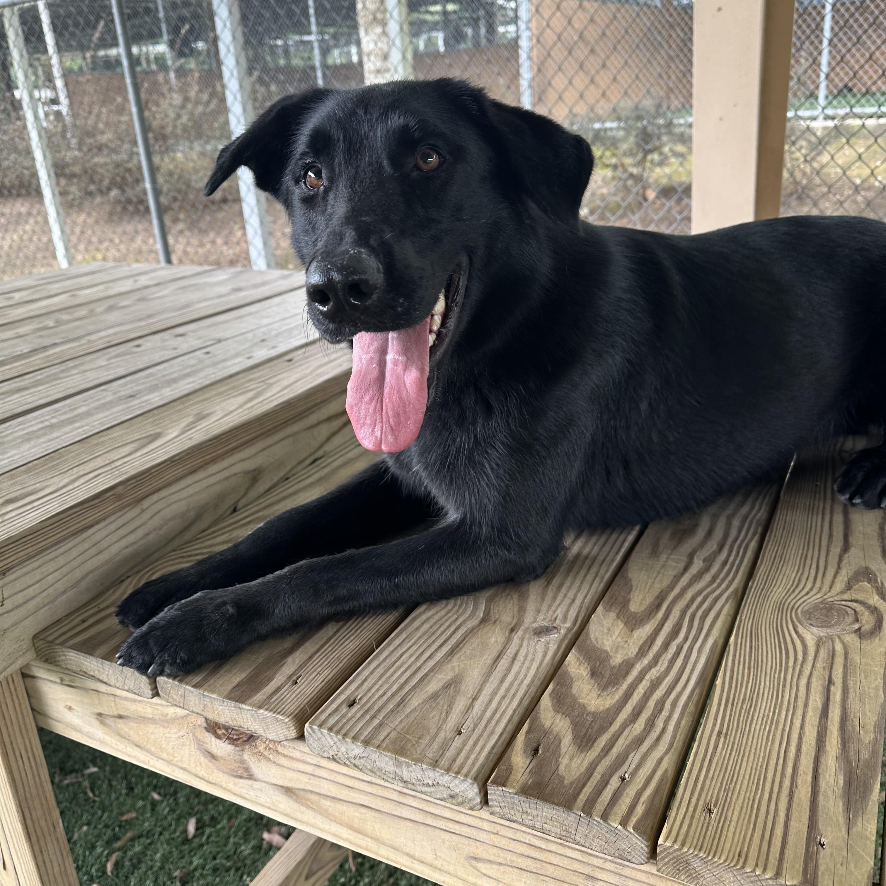 Roxanne, a Adopted mixed breed in Newnan, GA image 5/5