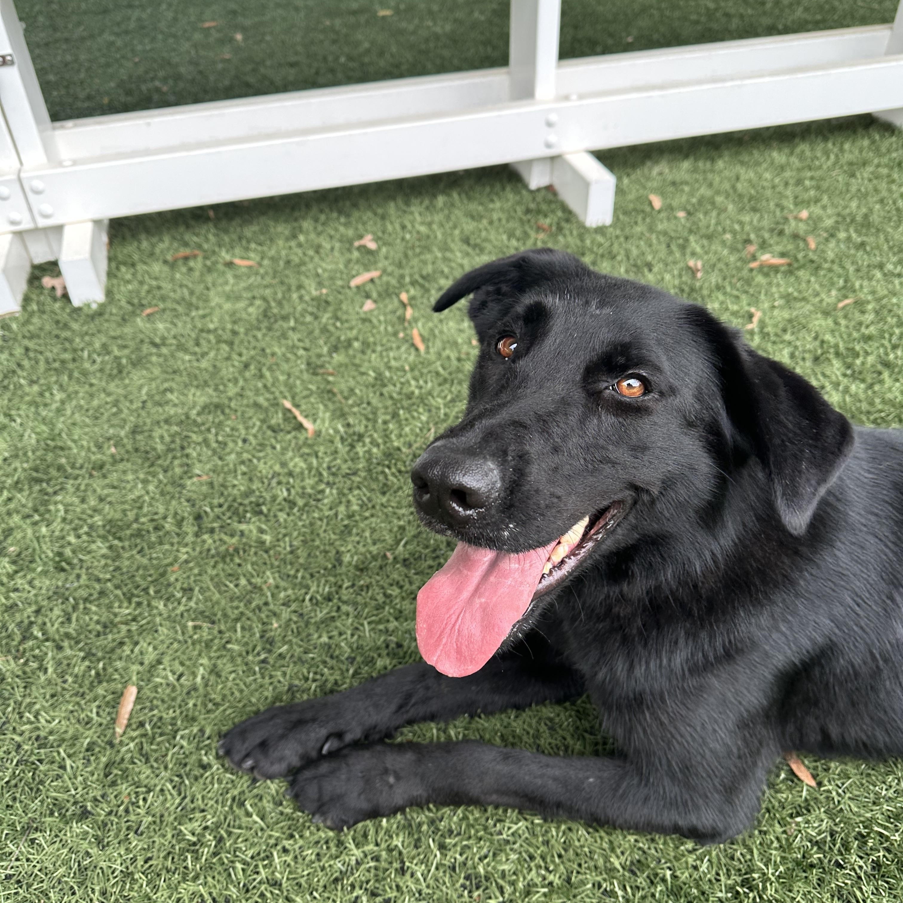 Roxanne, a Adopted mixed breed in Newnan, GA image 4/5