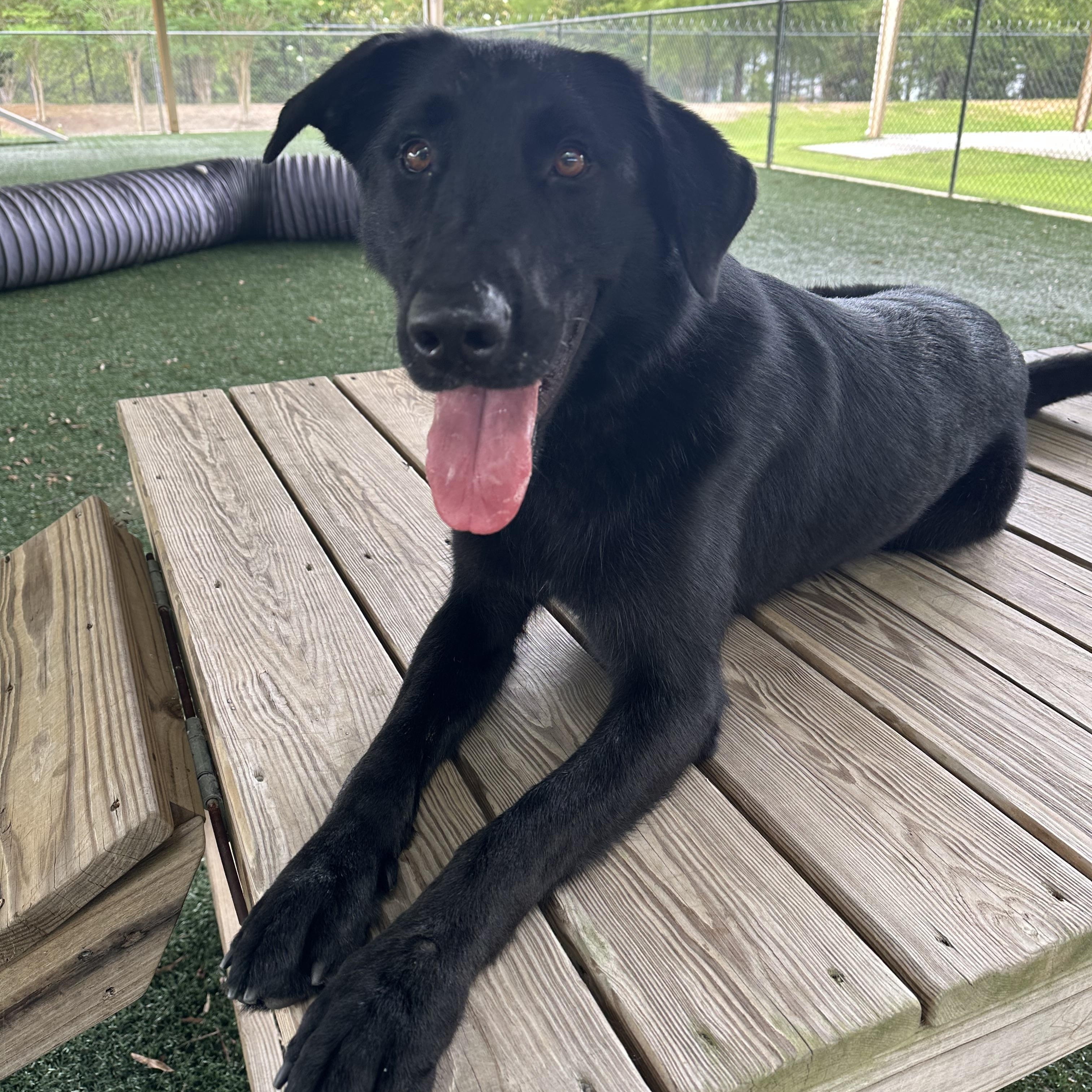 Roxanne, a Adopted mixed breed in Newnan, GA image 3/5