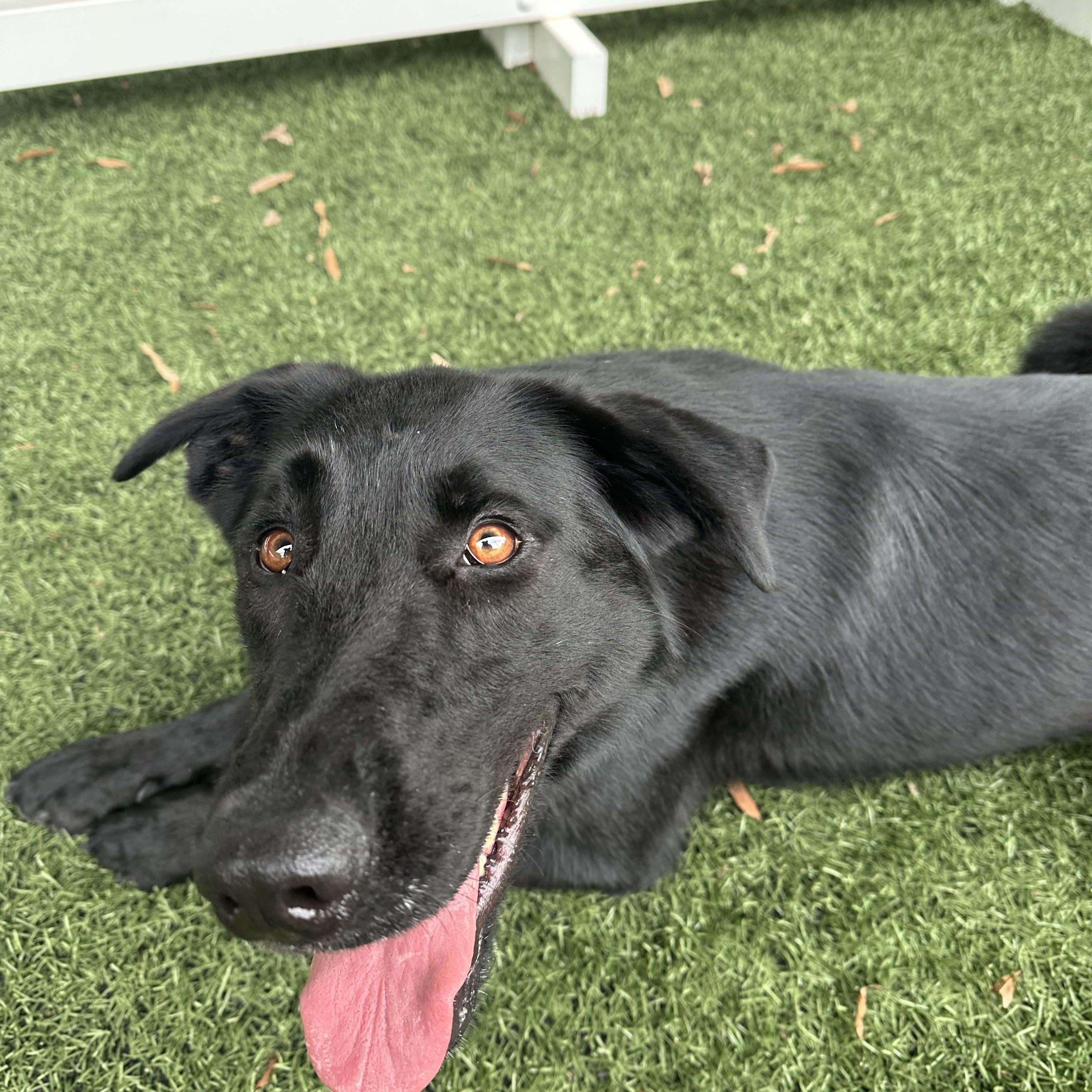 Roxanne, a Adopted mixed breed in Newnan, GA image 2/5