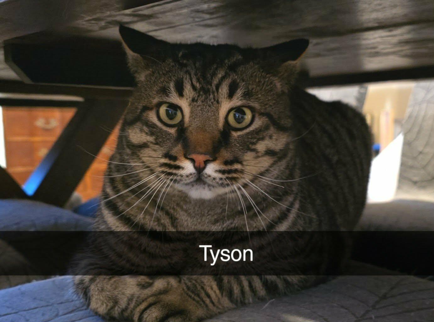 Enlarge Tyson, a ADOPTABLE Tabby in Stevensville, ON image 1/2