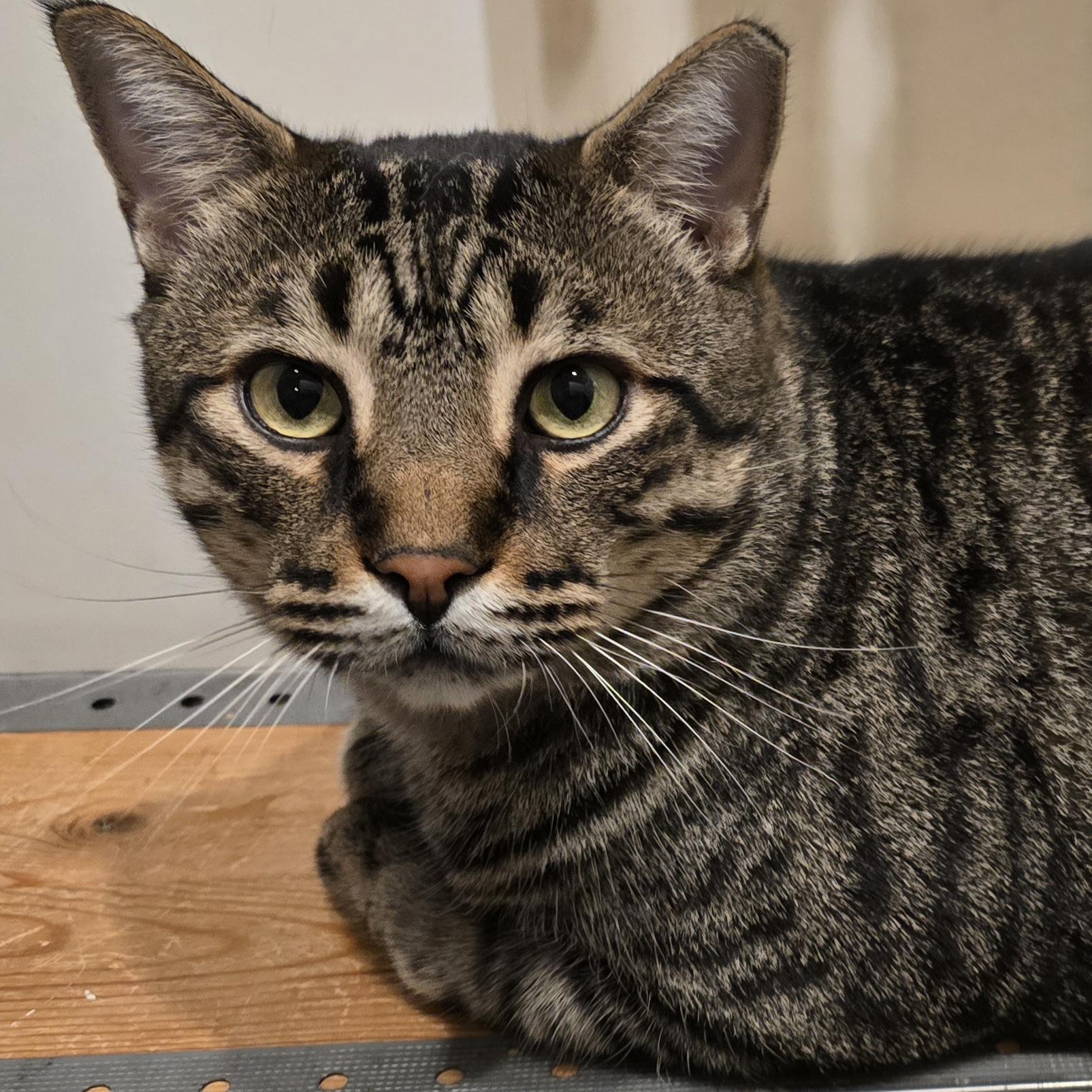 Enlarge Tyson, a Adopted Tabby in Stevensville, ON image 1/1
