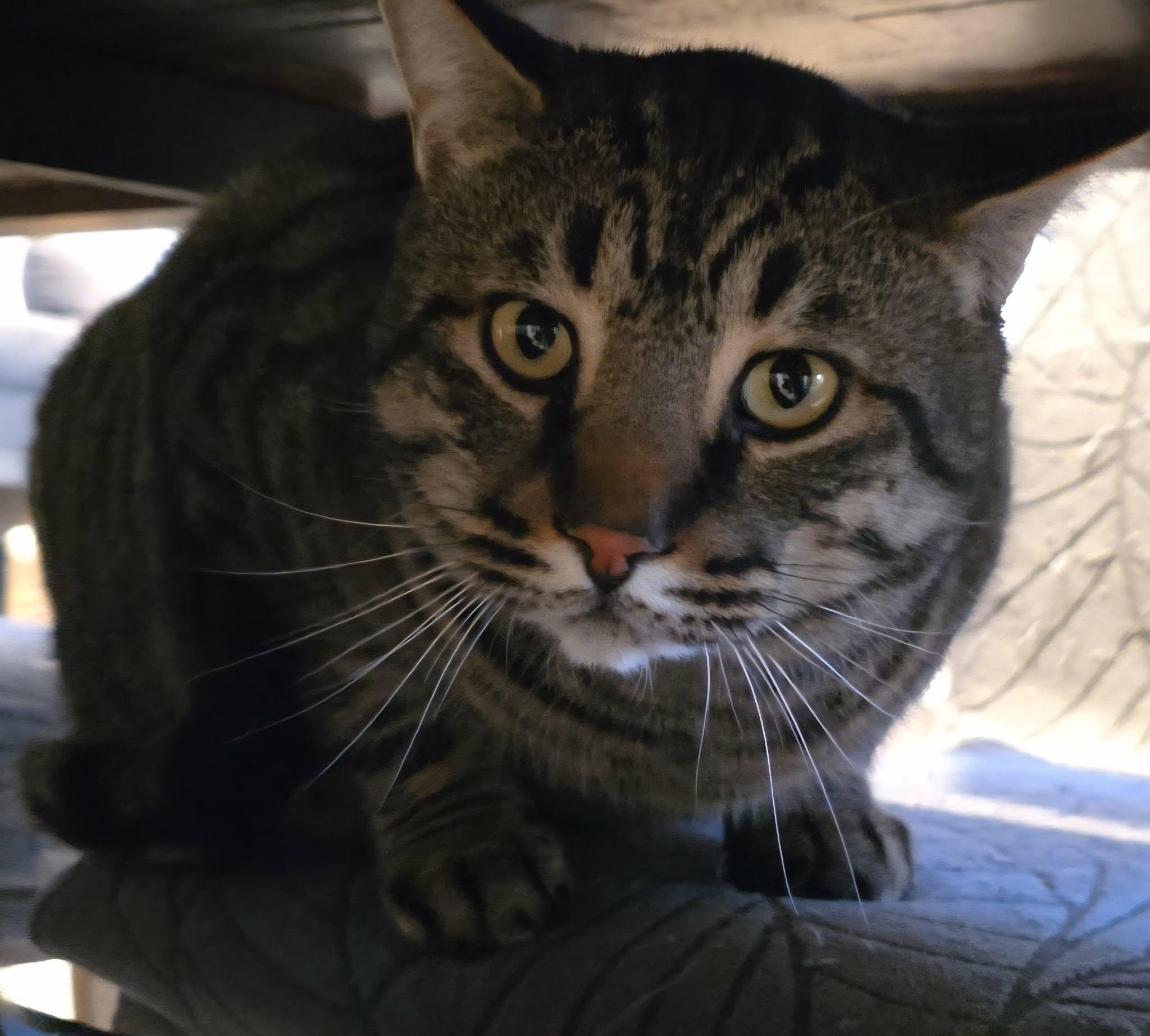 Tyson, ADOPTABLE, Adult Male Tabby.