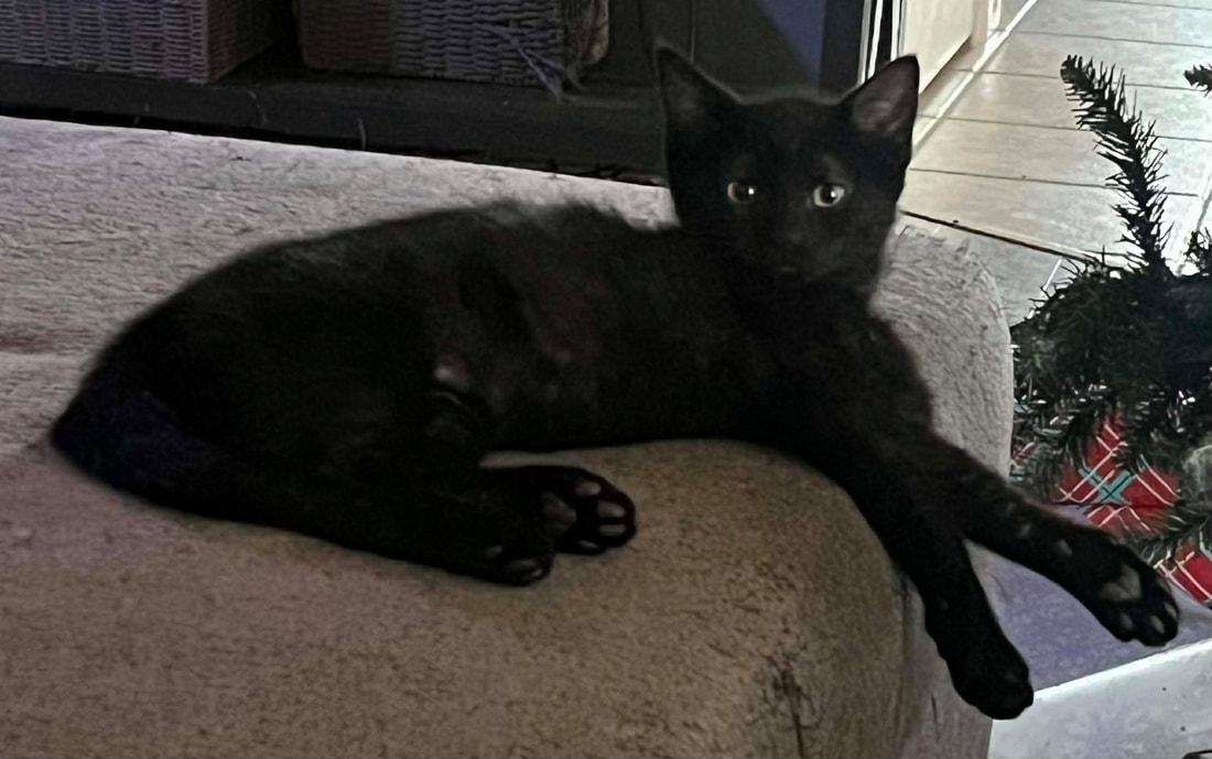 Bentley, adopted, Kitten Male Domestic Short Hair.