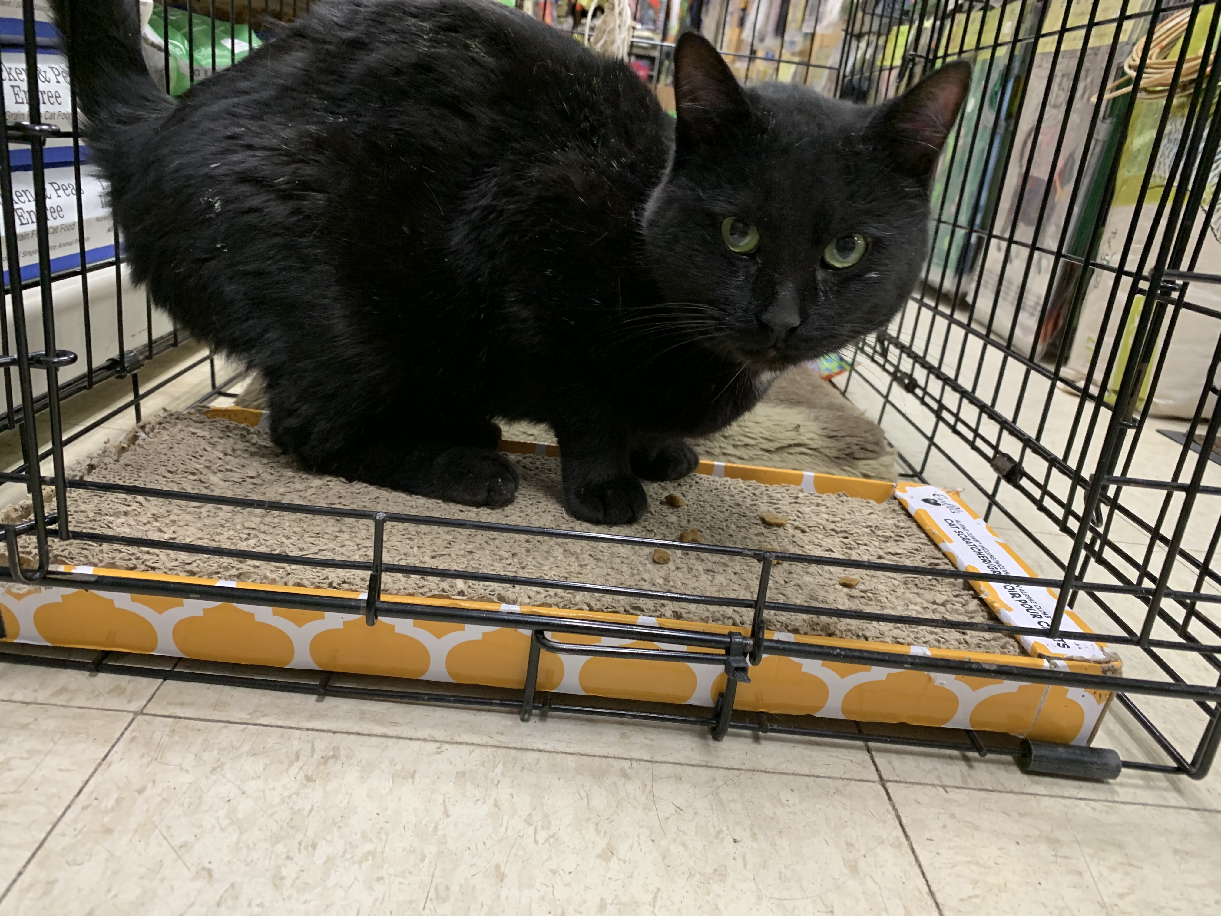Wink, Adoptable, Adult Male Domestic Short Hair.