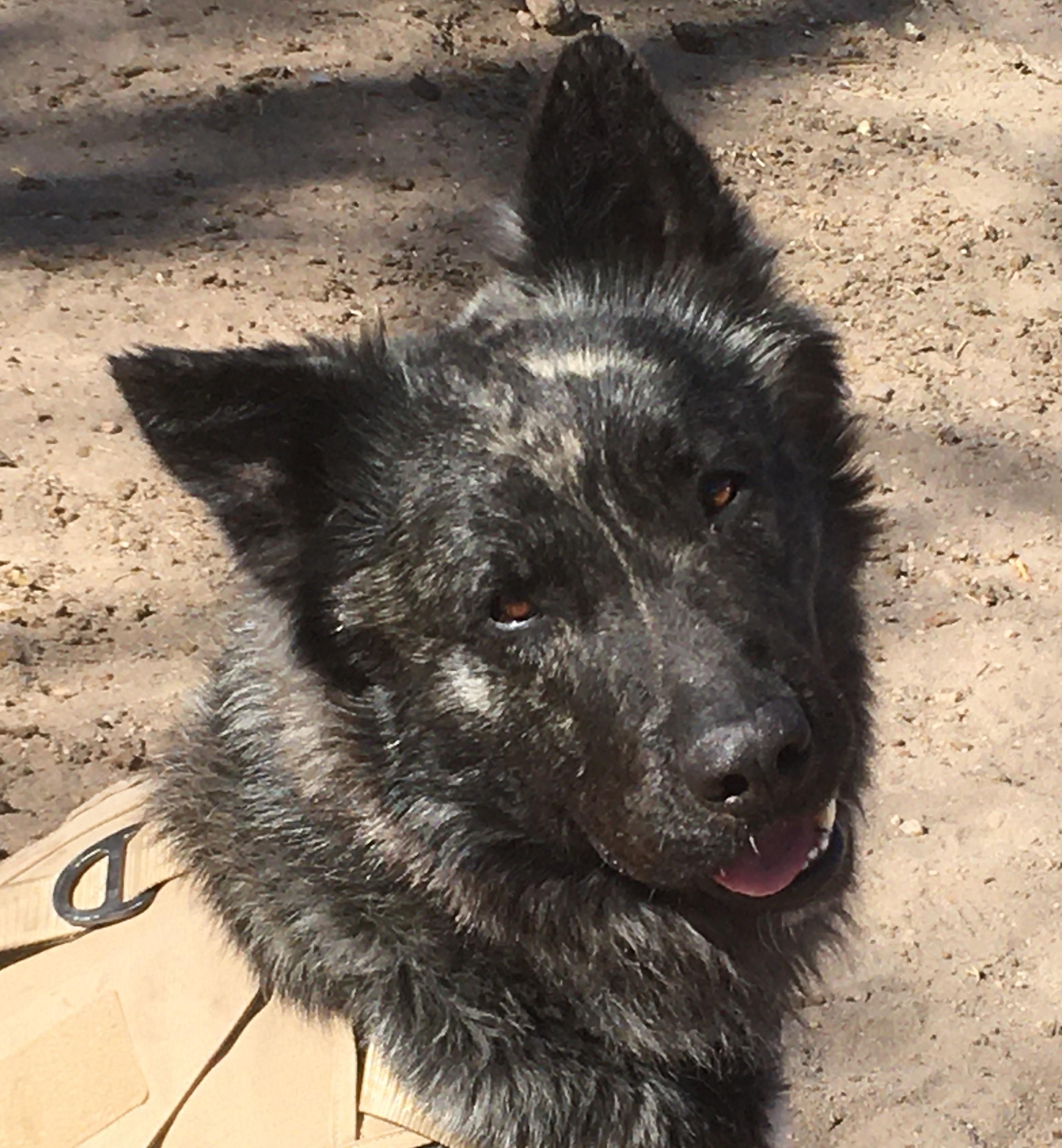 Duke, a Adoptable mixed breed in Greeley, CO image 1/4