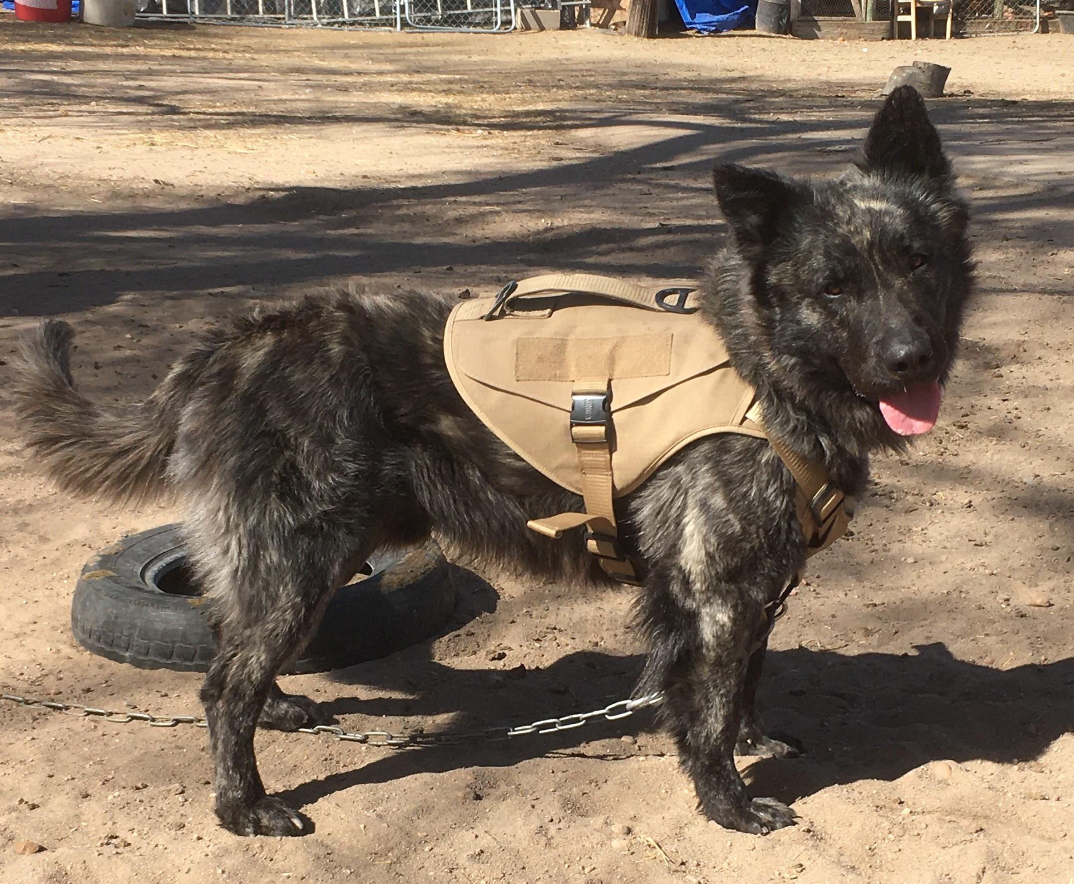 Duke, a Adoptable mixed breed in Greeley, CO image 2/4