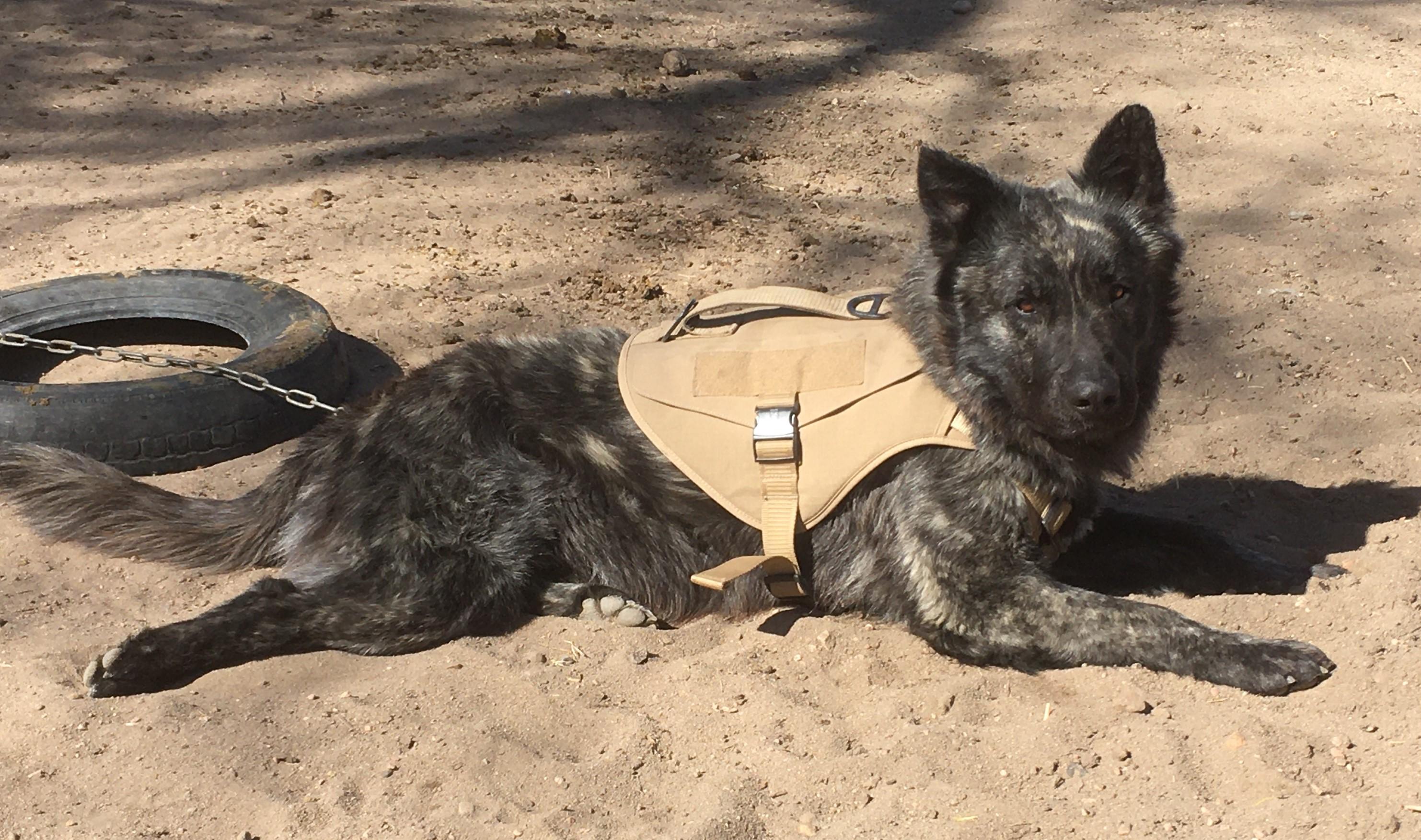 Duke, a Adoptable mixed breed in Greeley, CO image 3/4