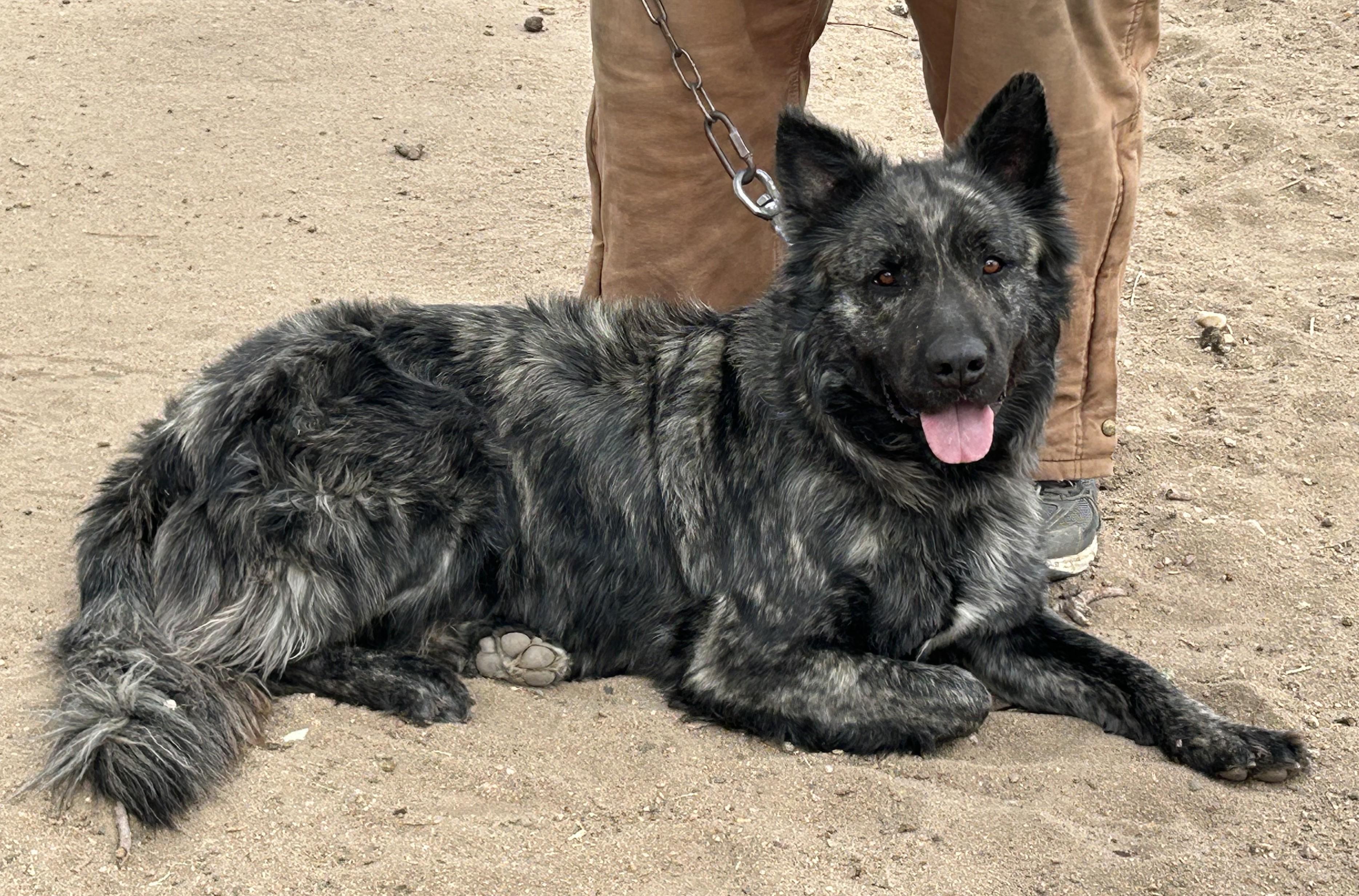 Enlarge Duke, a hold mixed breed in Greeley, CO image 3/3