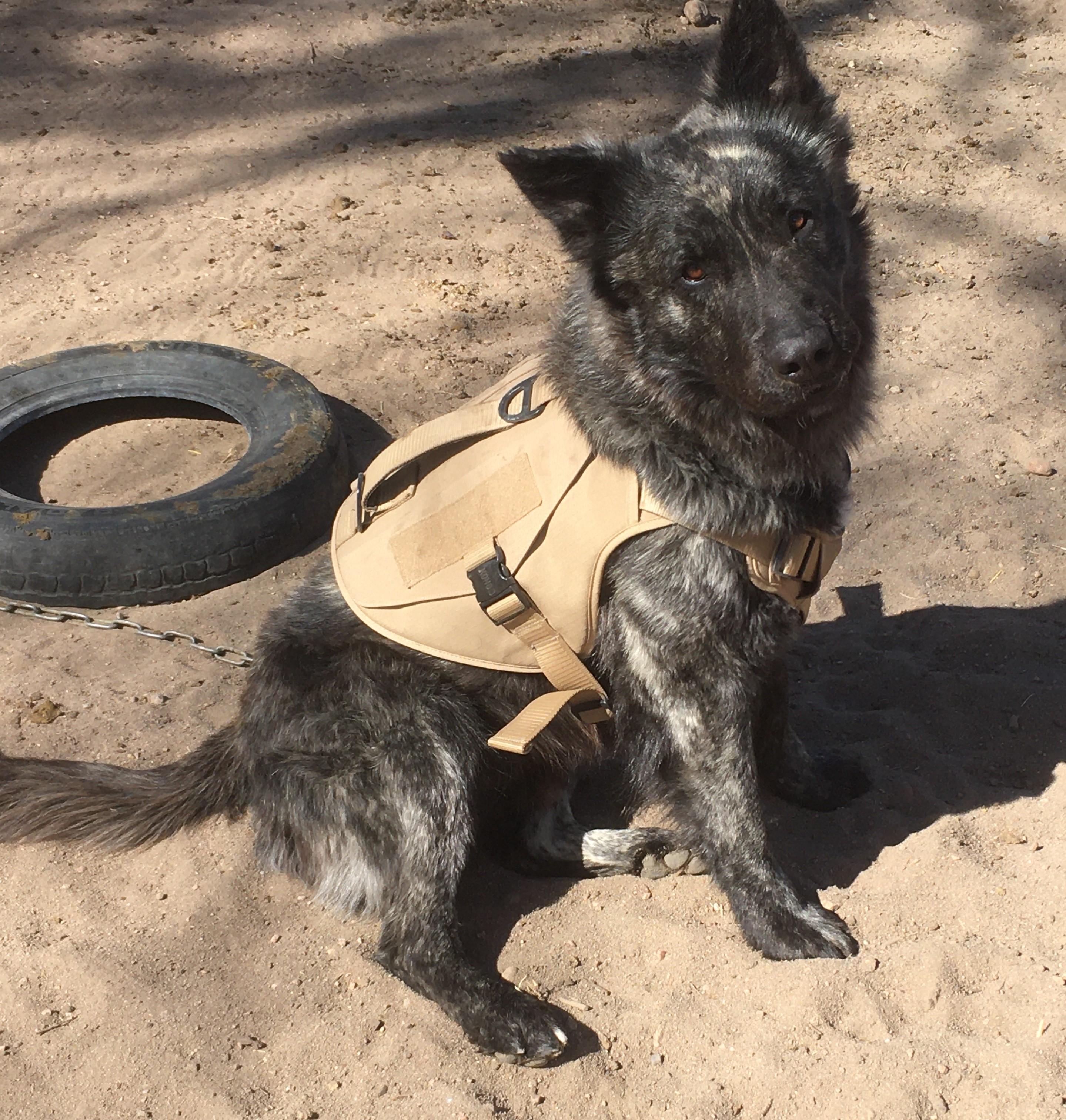Duke, a Adoptable mixed breed in Greeley, CO image 4/4