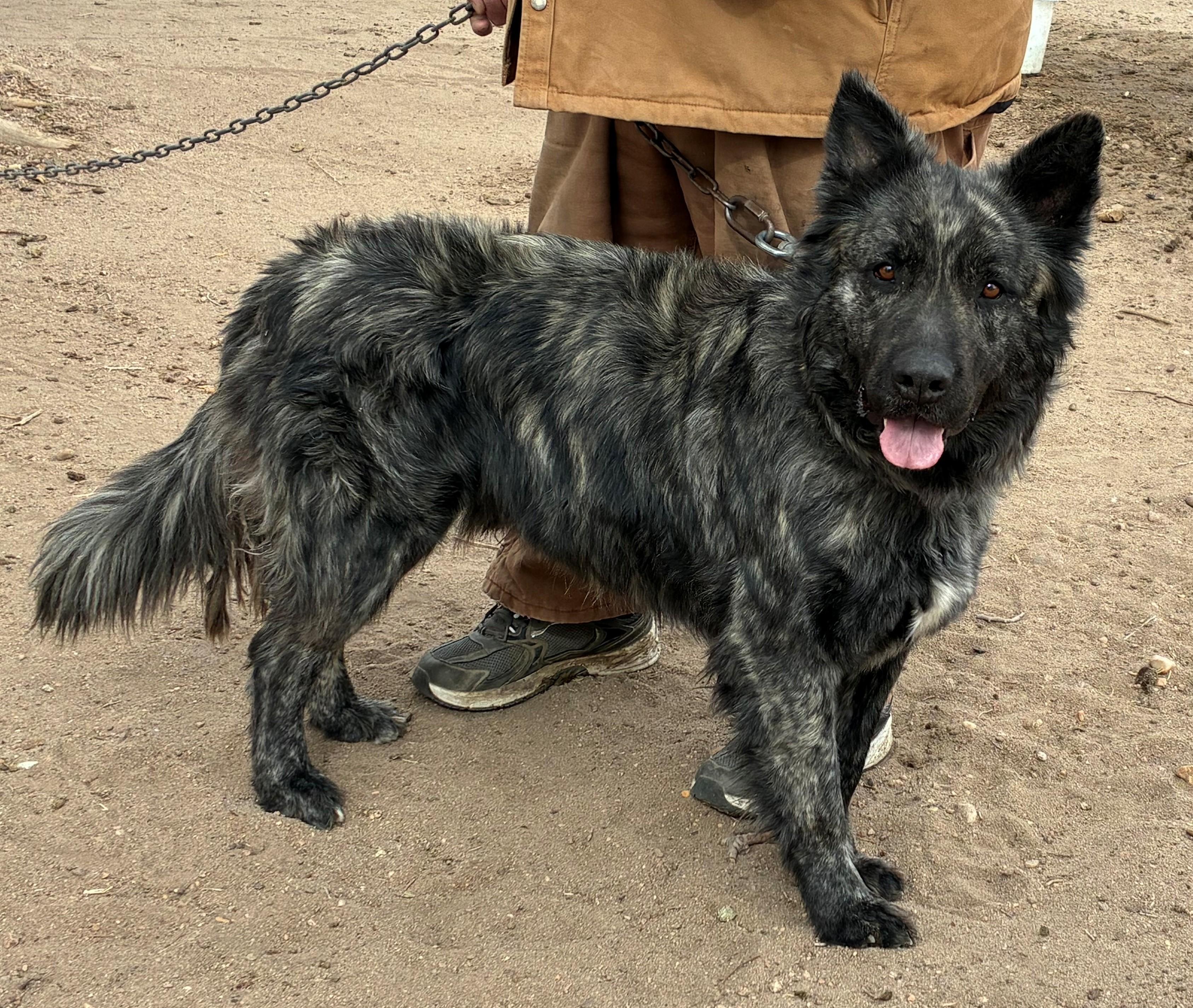 Enlarge Duke, a hold mixed breed in Greeley, CO image 2/3