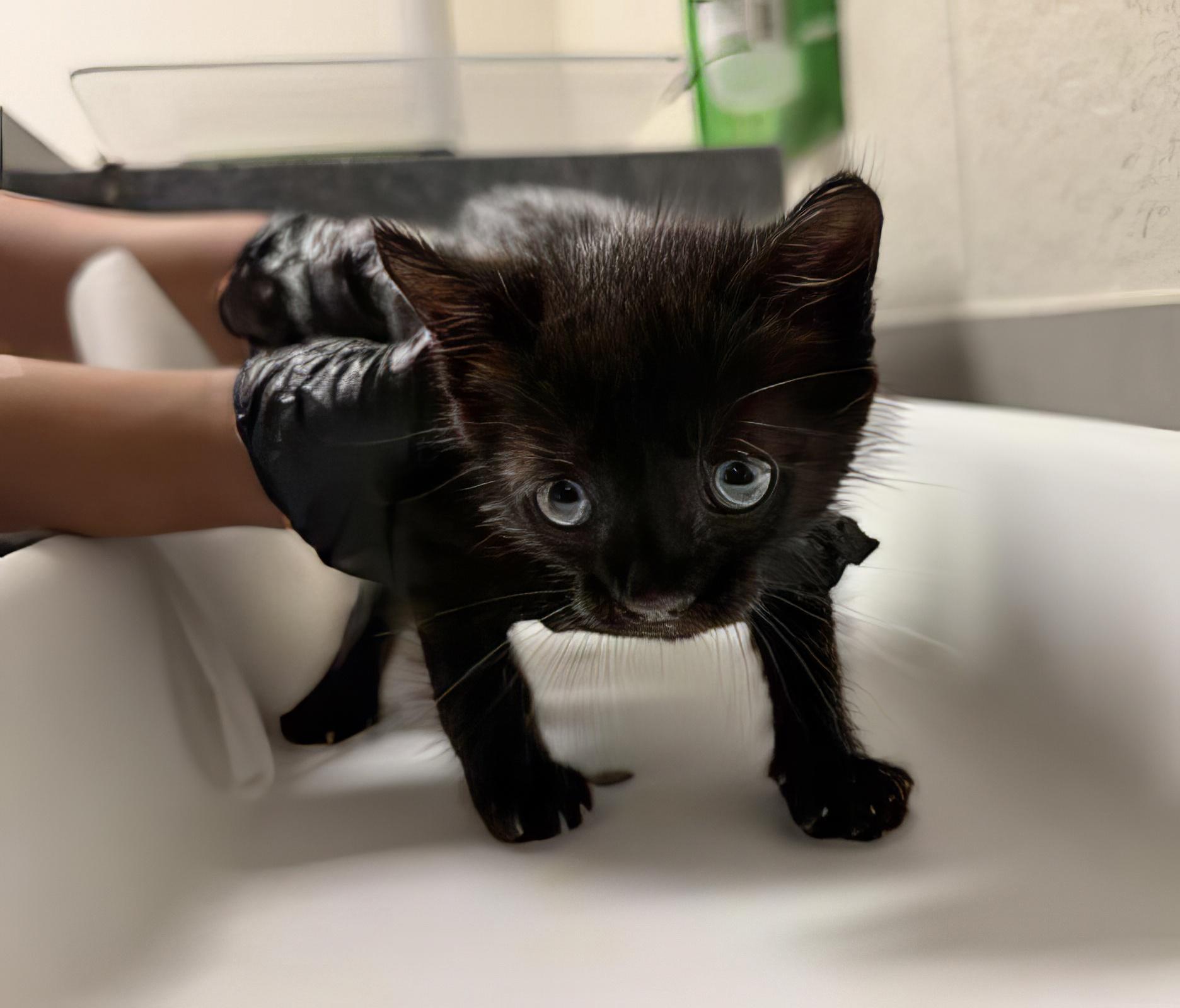 Enlarge Sweet Baby Ray, an adopted Domestic Short Hair in Nashville, TN image 1/1