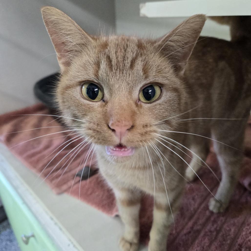 Enlarge Michele 26-008, a Adoptable Domestic Short Hair in Tawas City, MI image 1/1