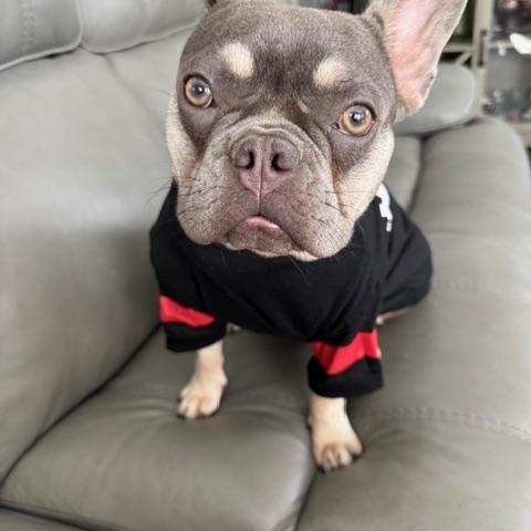 Brand, Adopted, Young Female French Bulldog.