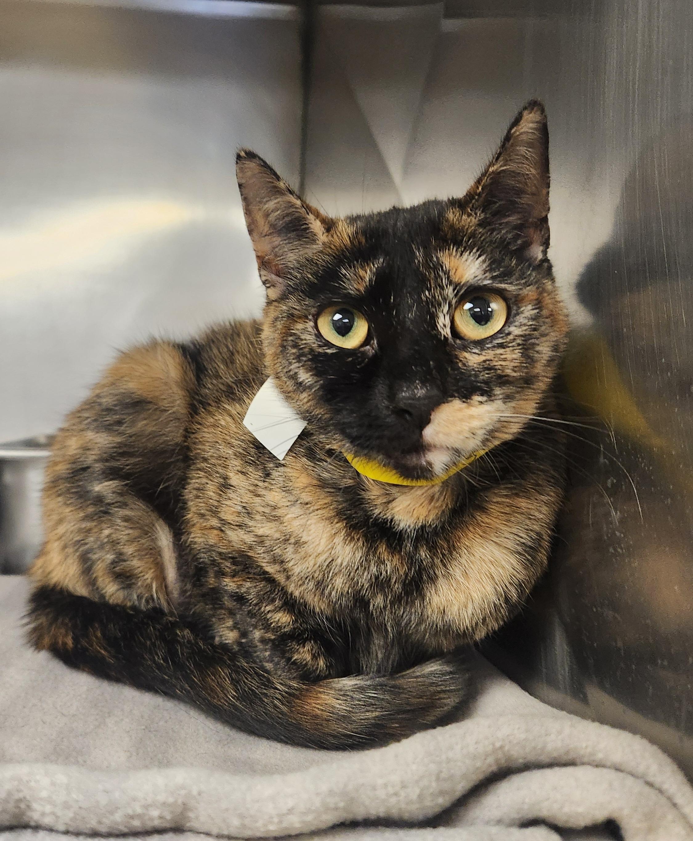 Callio, ADOPTABLE, Young Female Domestic Short Hair.