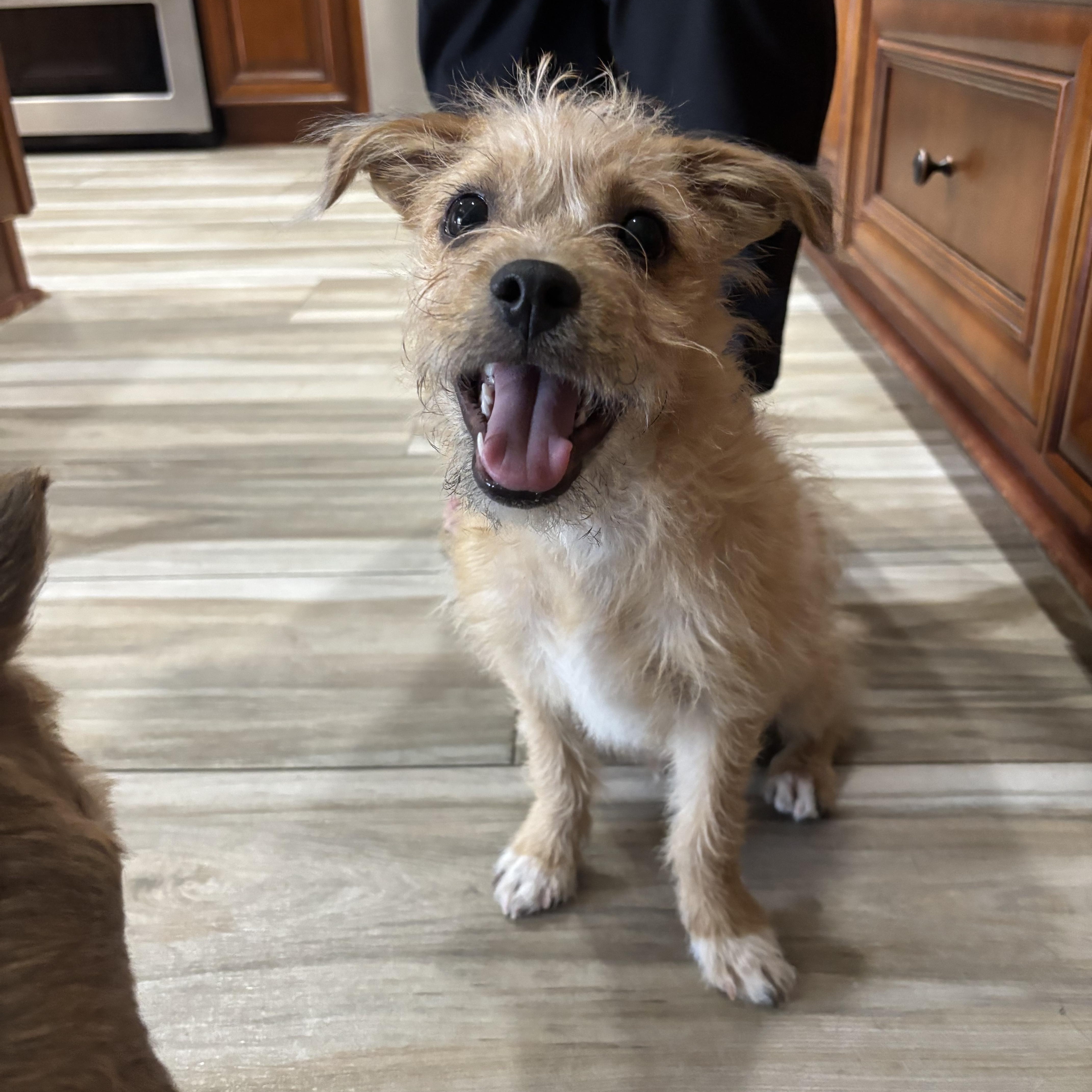 Doug, Adoptable, Puppy Male Terrier.