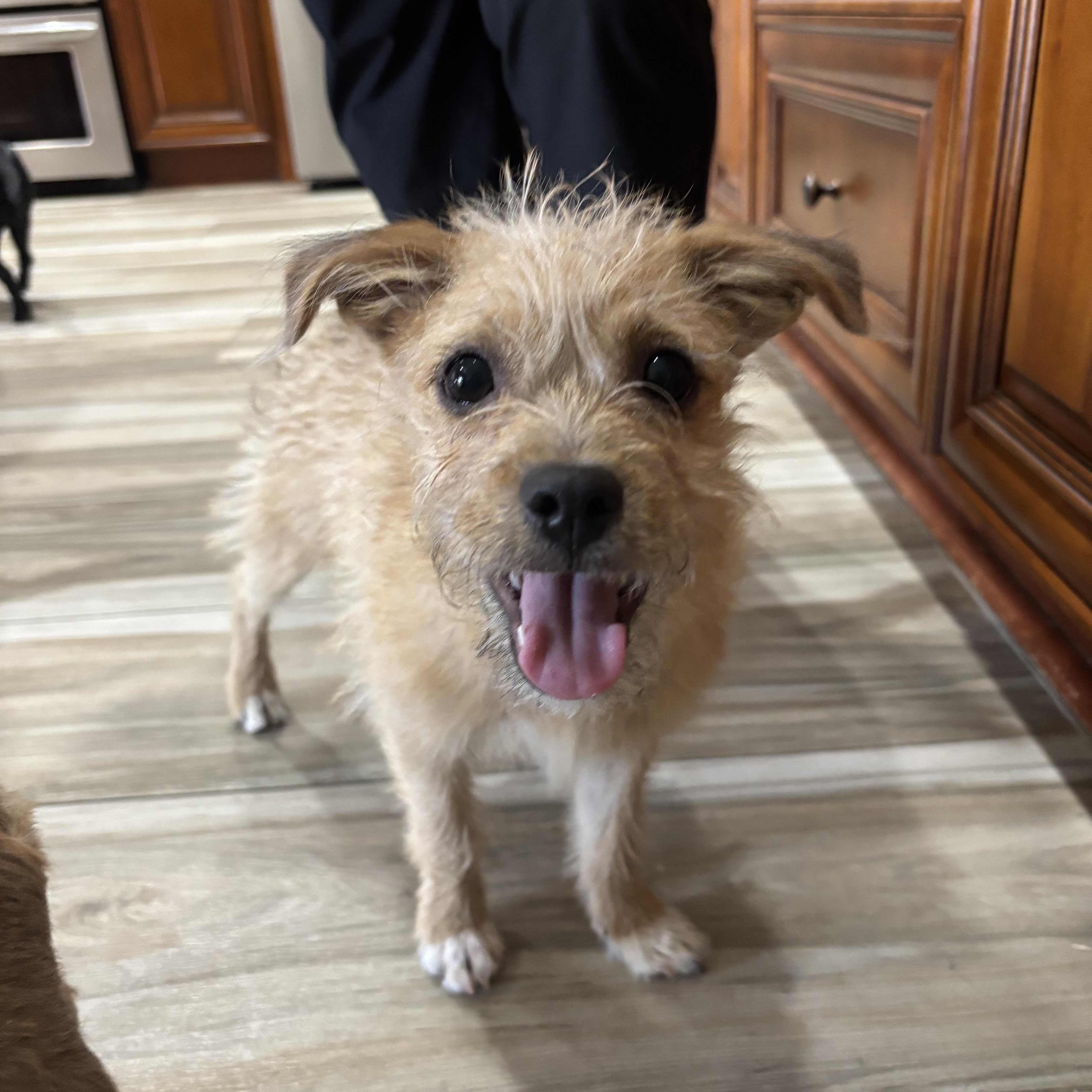 Doug, an adopted mixed breed in Phoenix, AZ image 4/5