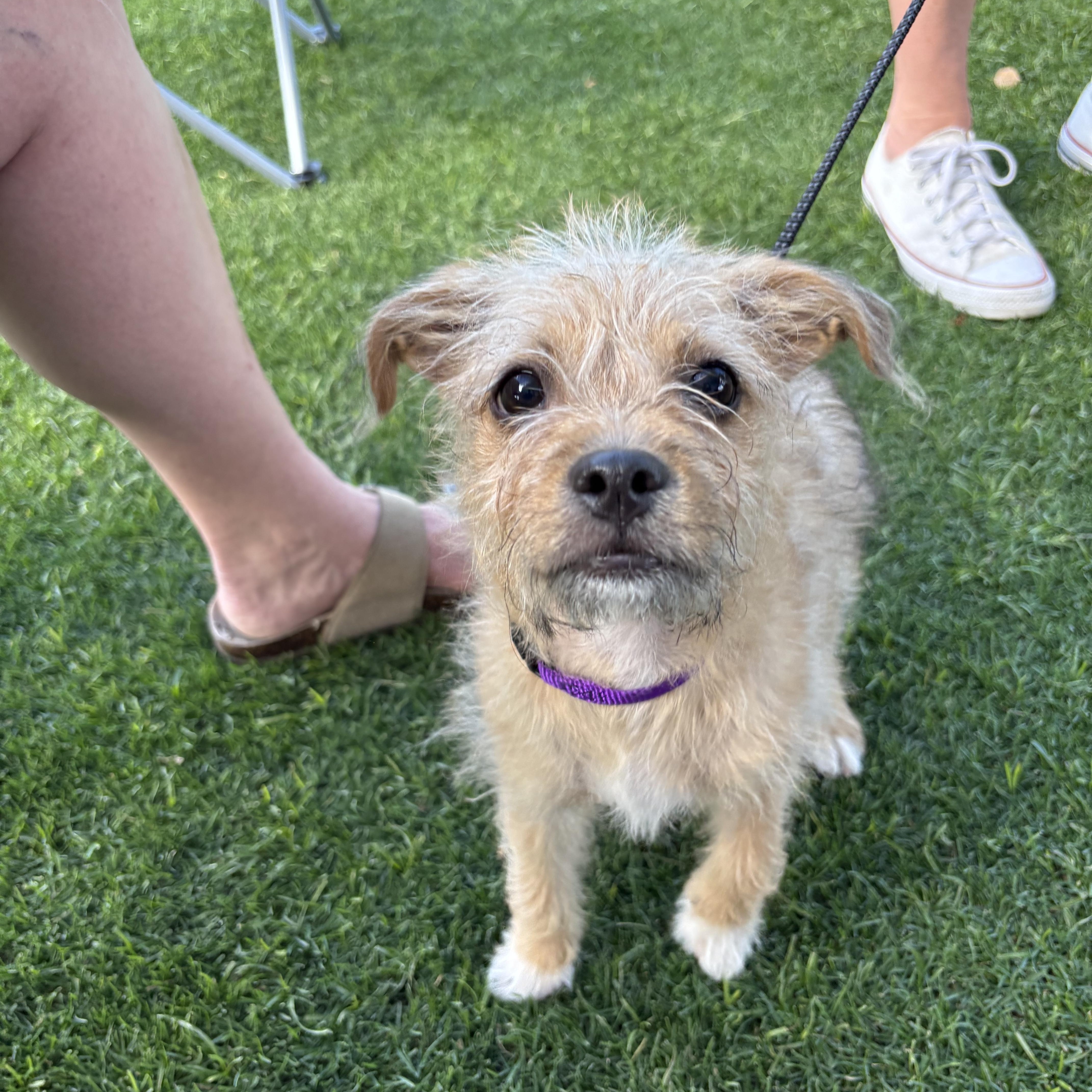 Enlarge Doug, a Adoptable mixed breed in Phoenix, AZ image 3/4