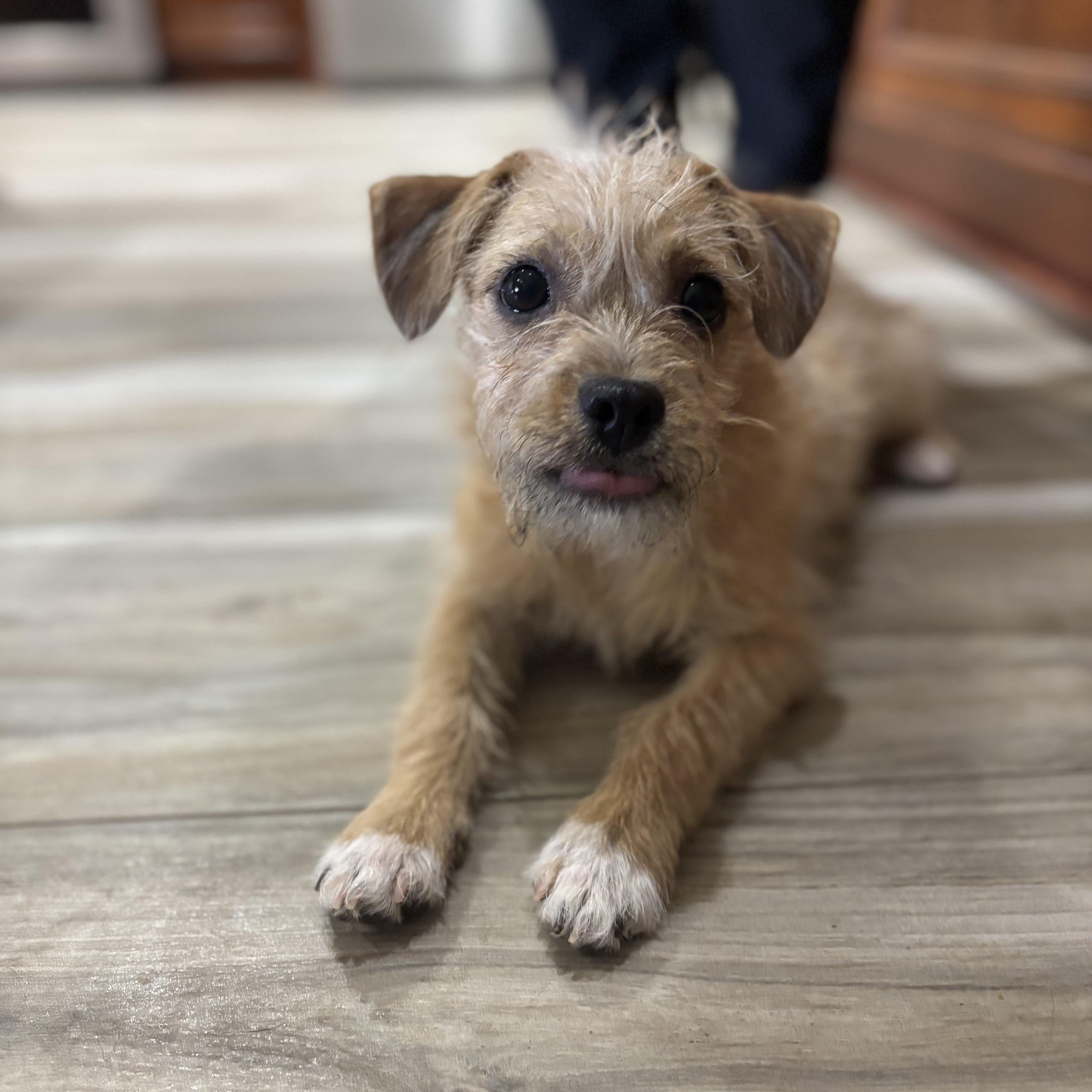 Doug, an adopted mixed breed in Phoenix, AZ image 3/5
