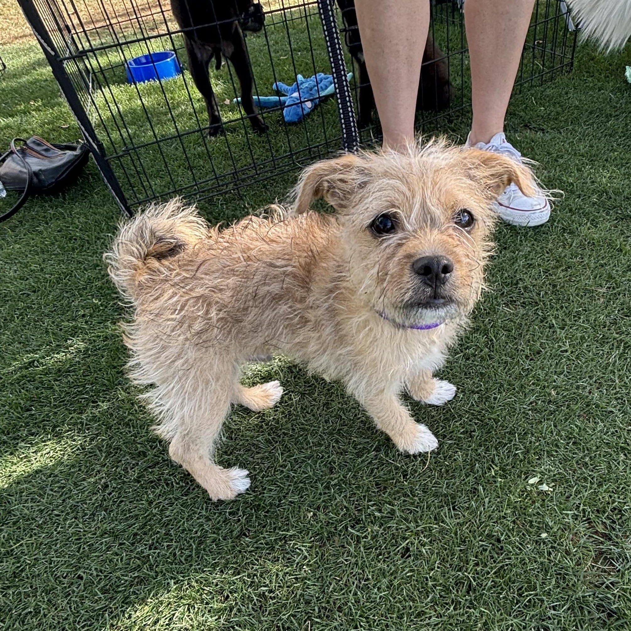 Enlarge Doug, a Adoptable mixed breed in Phoenix, AZ image 2/4