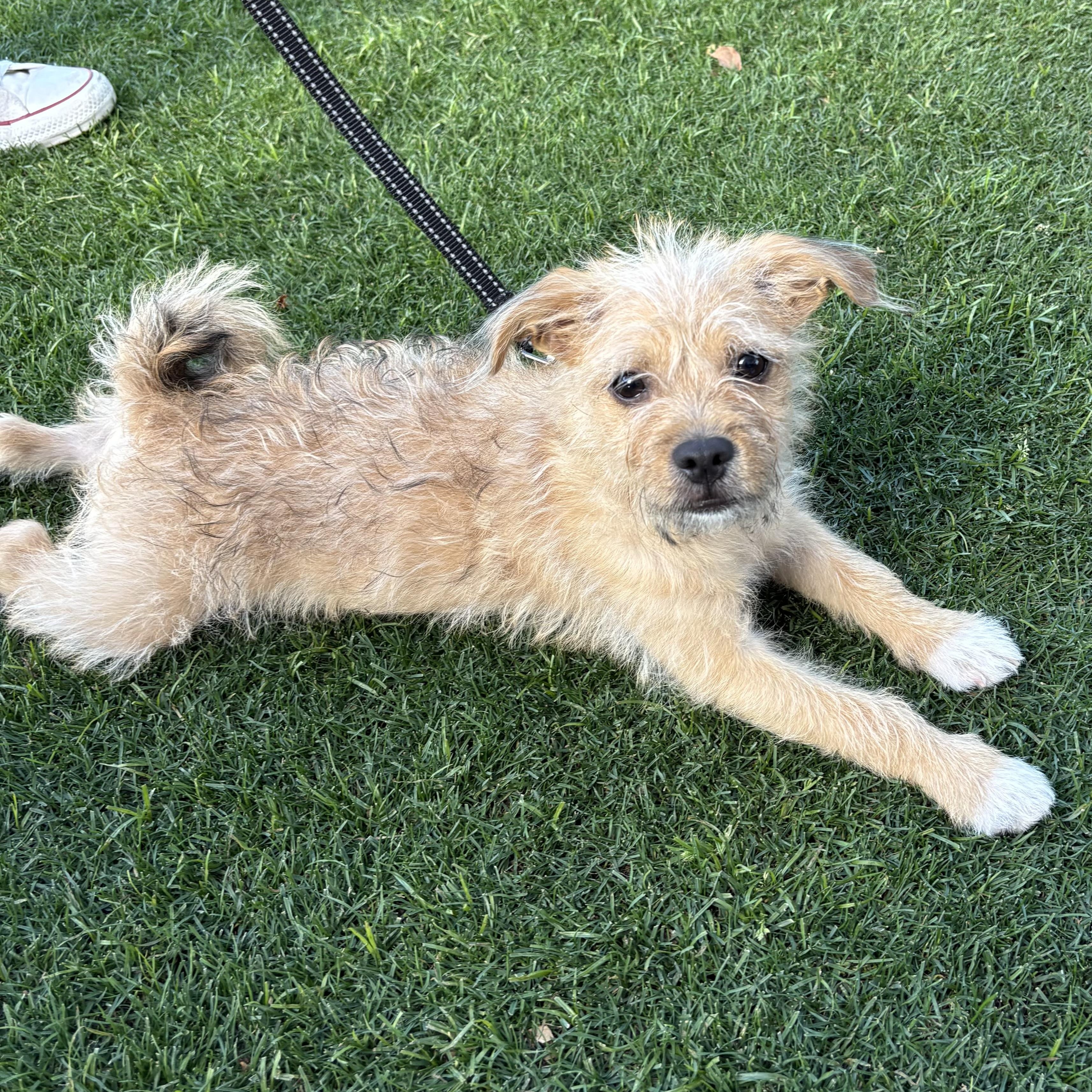 Enlarge Doug, a Adoptable mixed breed in Phoenix, AZ image 1/4