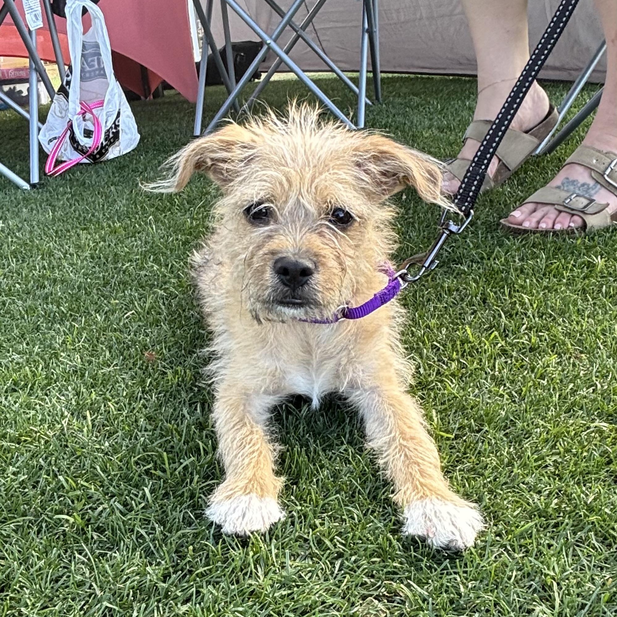 Enlarge Doug, a Adoptable mixed breed in Phoenix, AZ image 4/4