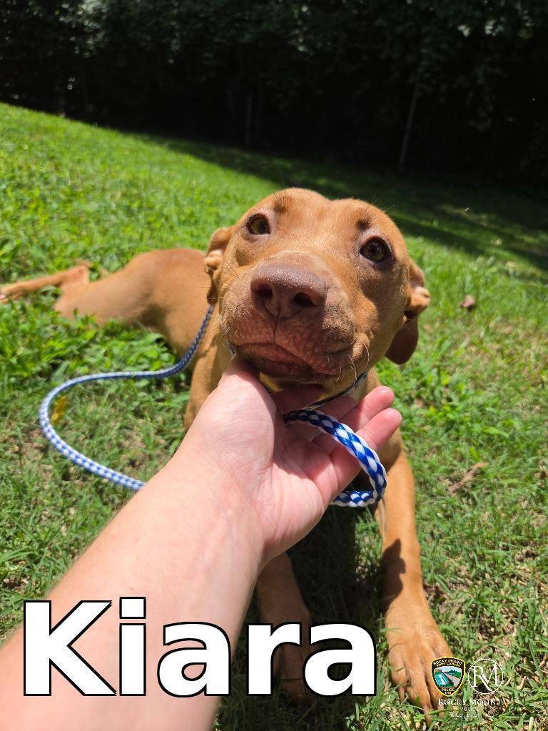 Enlarge Kiara, a Adoptable Pit Bull Terrier in Rocky Mount, NC image 1/1
