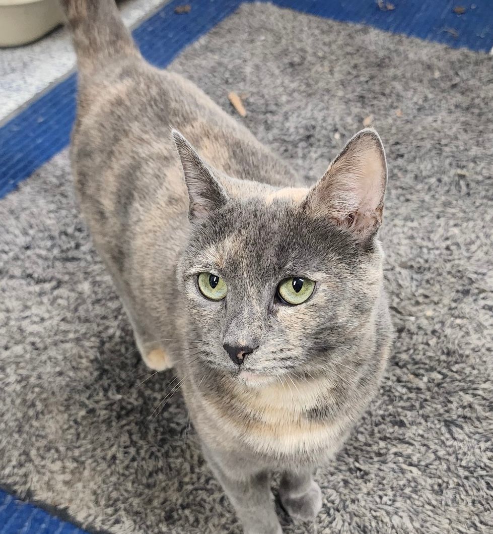 Enlarge Twix, a Adoptable mixed breed in Carneys Point, NJ image 1/2