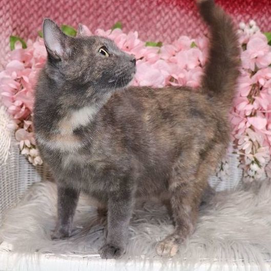 Enlarge Twix, a Adoptable mixed breed in Carneys Point, NJ image 2/2