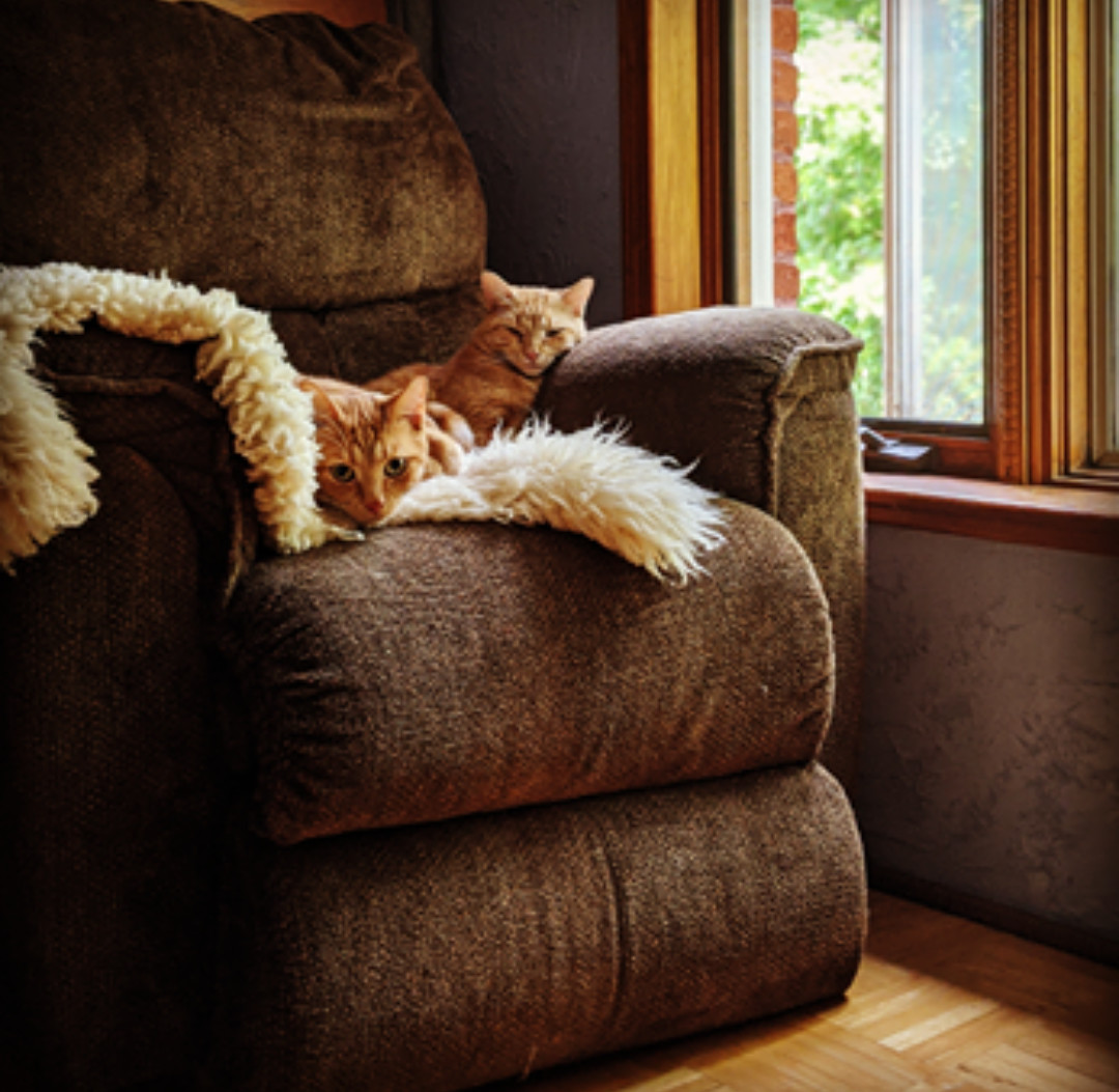 Rusty and Chester, born Summer 2018, a Adoptable Domestic Short Hair in Lucknow, ON image 1/12