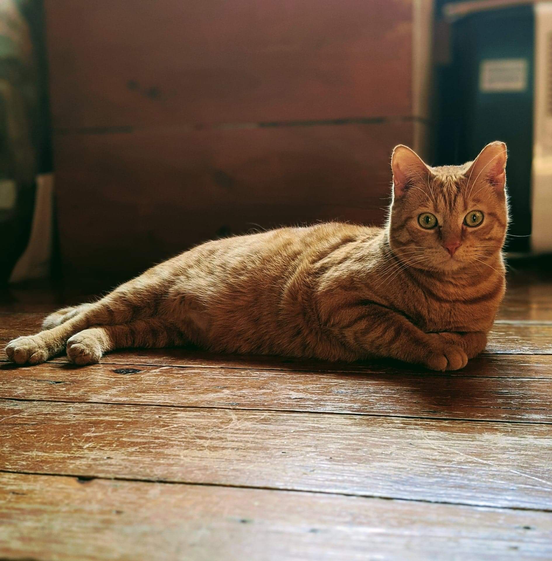 Rusty and Chester, born Summer 2018, a Adoptable Domestic Short Hair in Lucknow, ON image 2/12