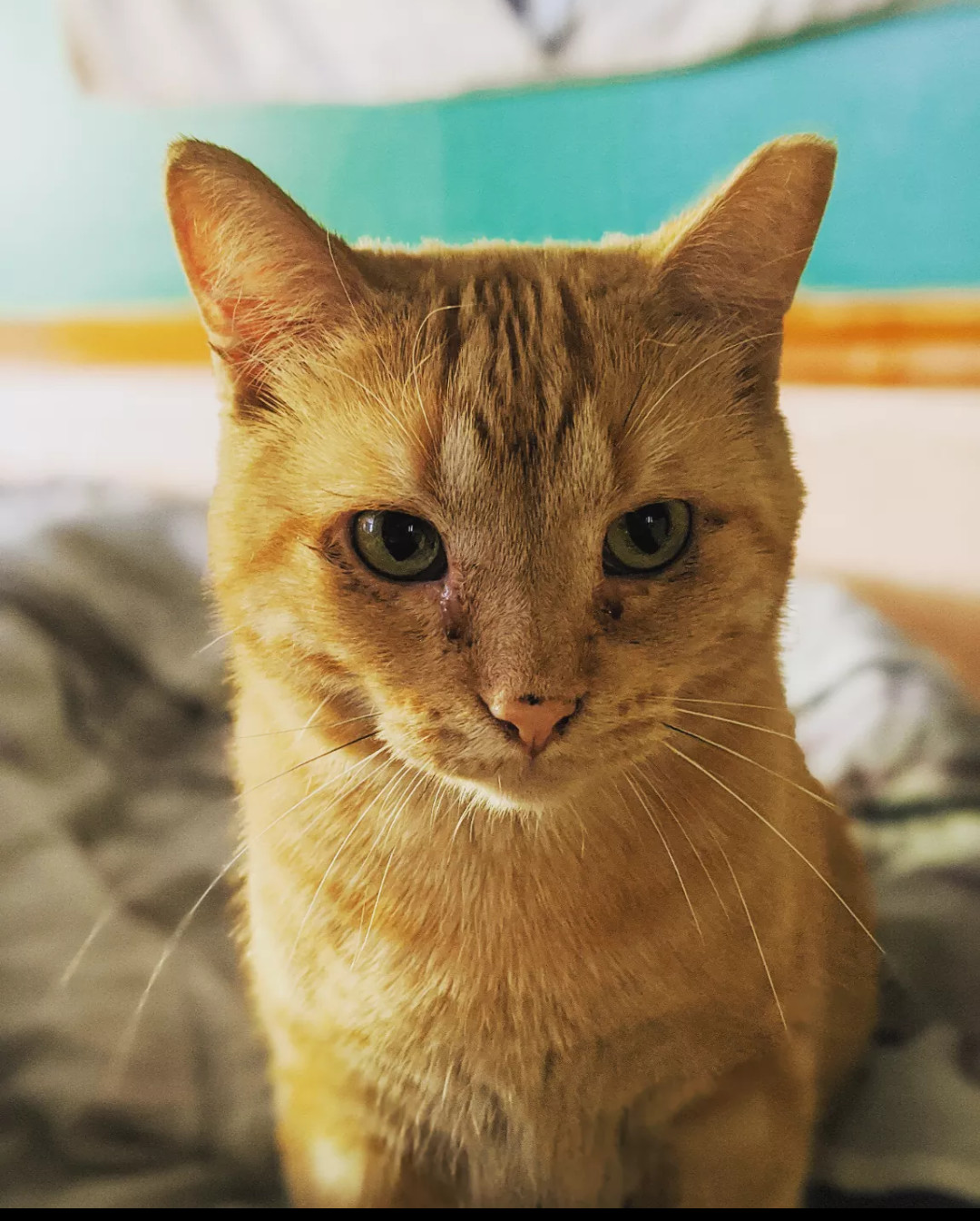 Rusty and Chester, born Summer 2018, a Adoptable Domestic Short Hair in Lucknow, ON image 3/12