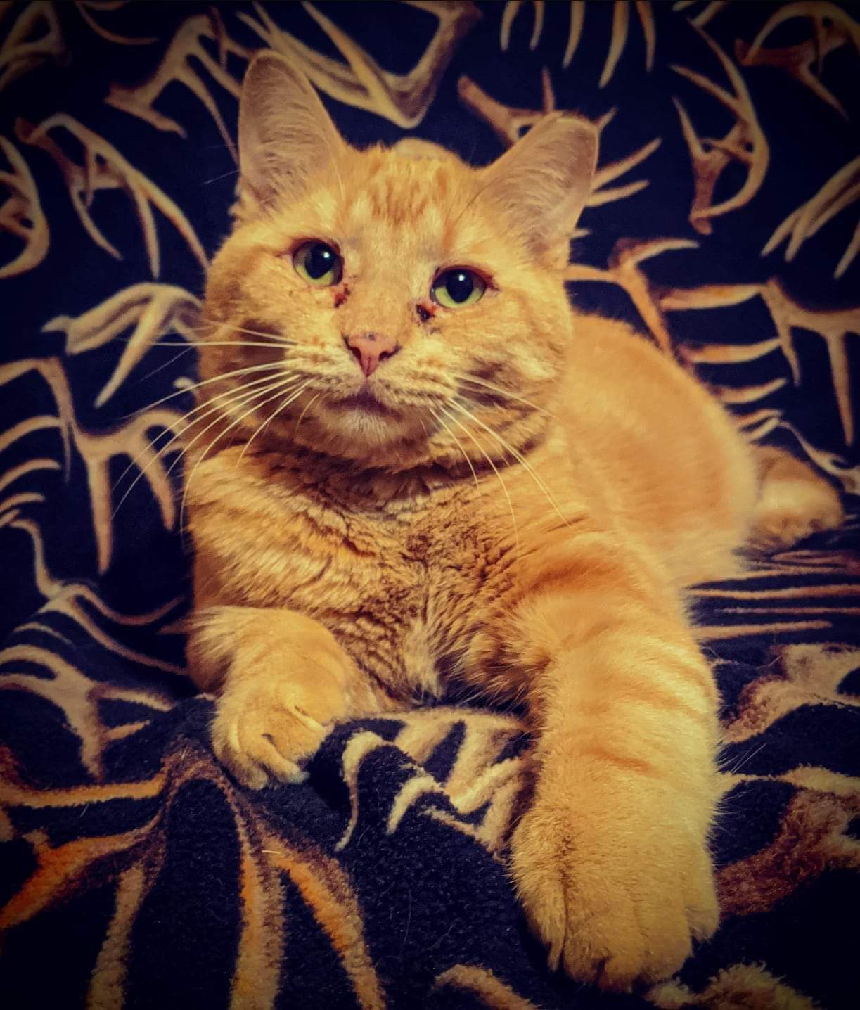 Rusty and Chester, born Summer 2018, a Adoptable Domestic Short Hair in Lucknow, ON image 4/12