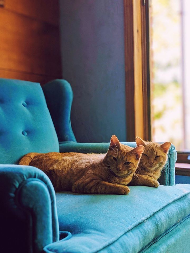 Rusty and Chester, born Summer 2018, a Adoptable Domestic Short Hair in Lucknow, ON image 5/12