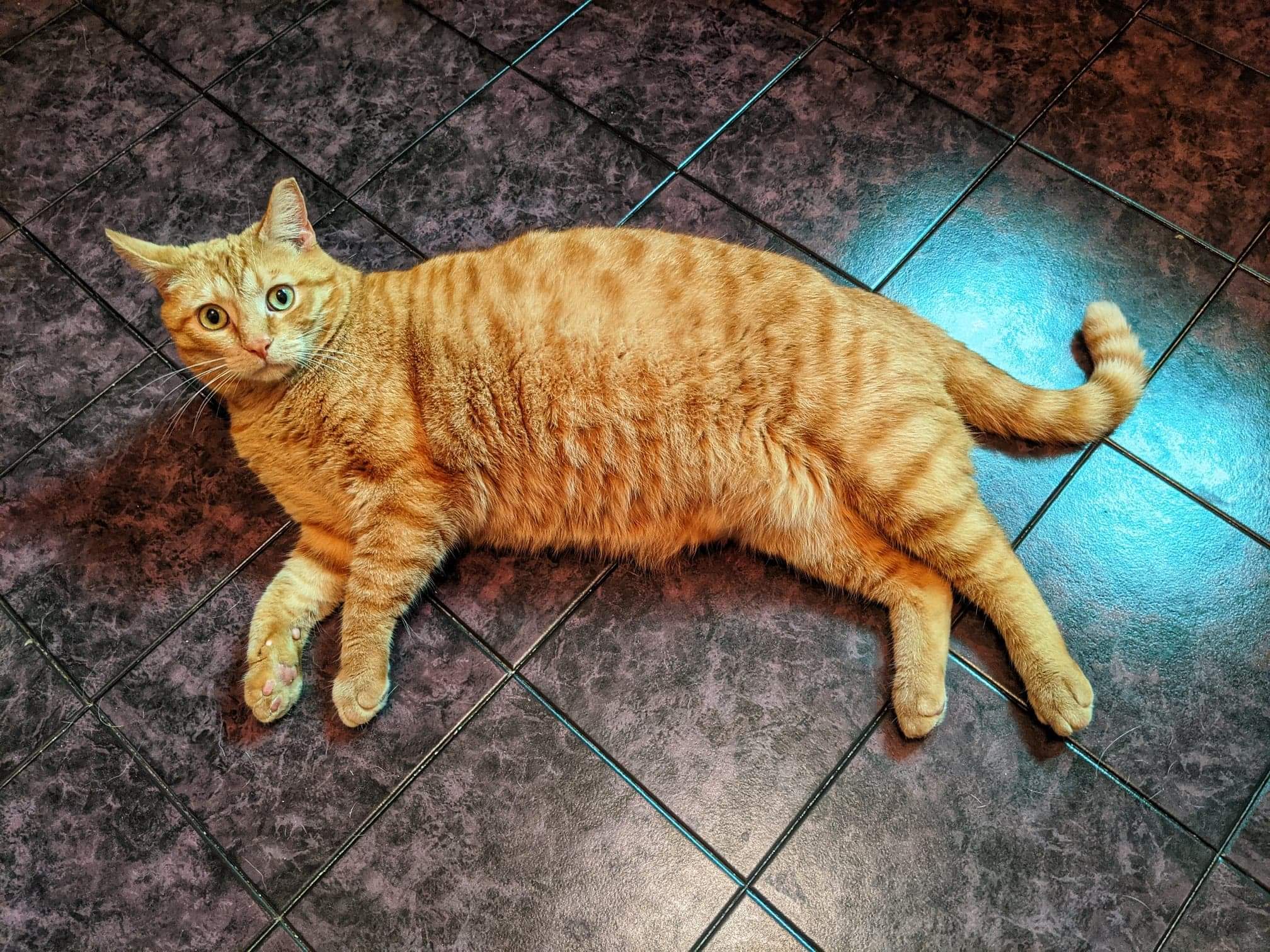 Rusty and Chester, born Summer 2018, a Adoptable Domestic Short Hair in Lucknow, ON image 6/12