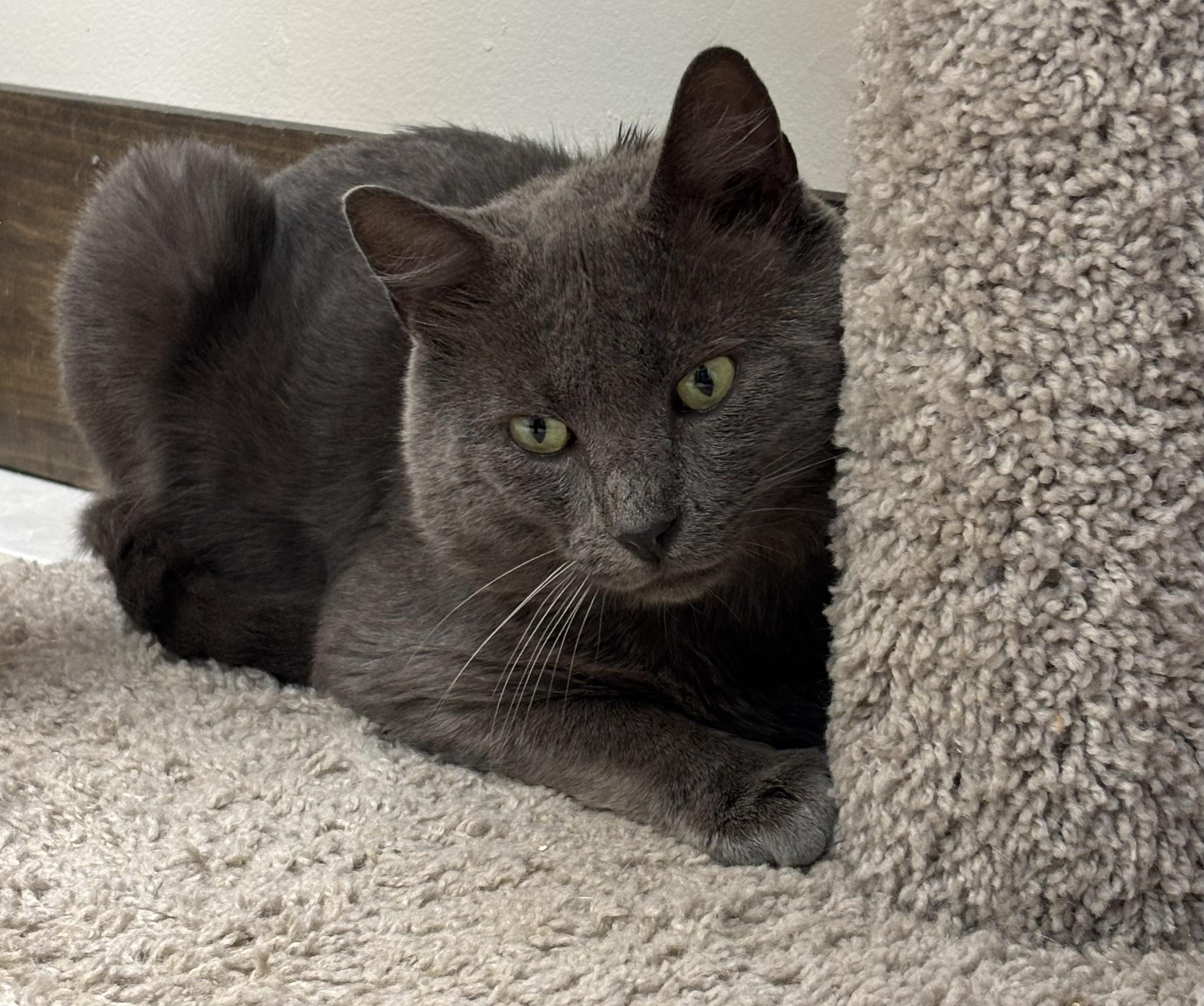 Enlarge Haven, a Adopted American Shorthair in Medford, MA image 2/6