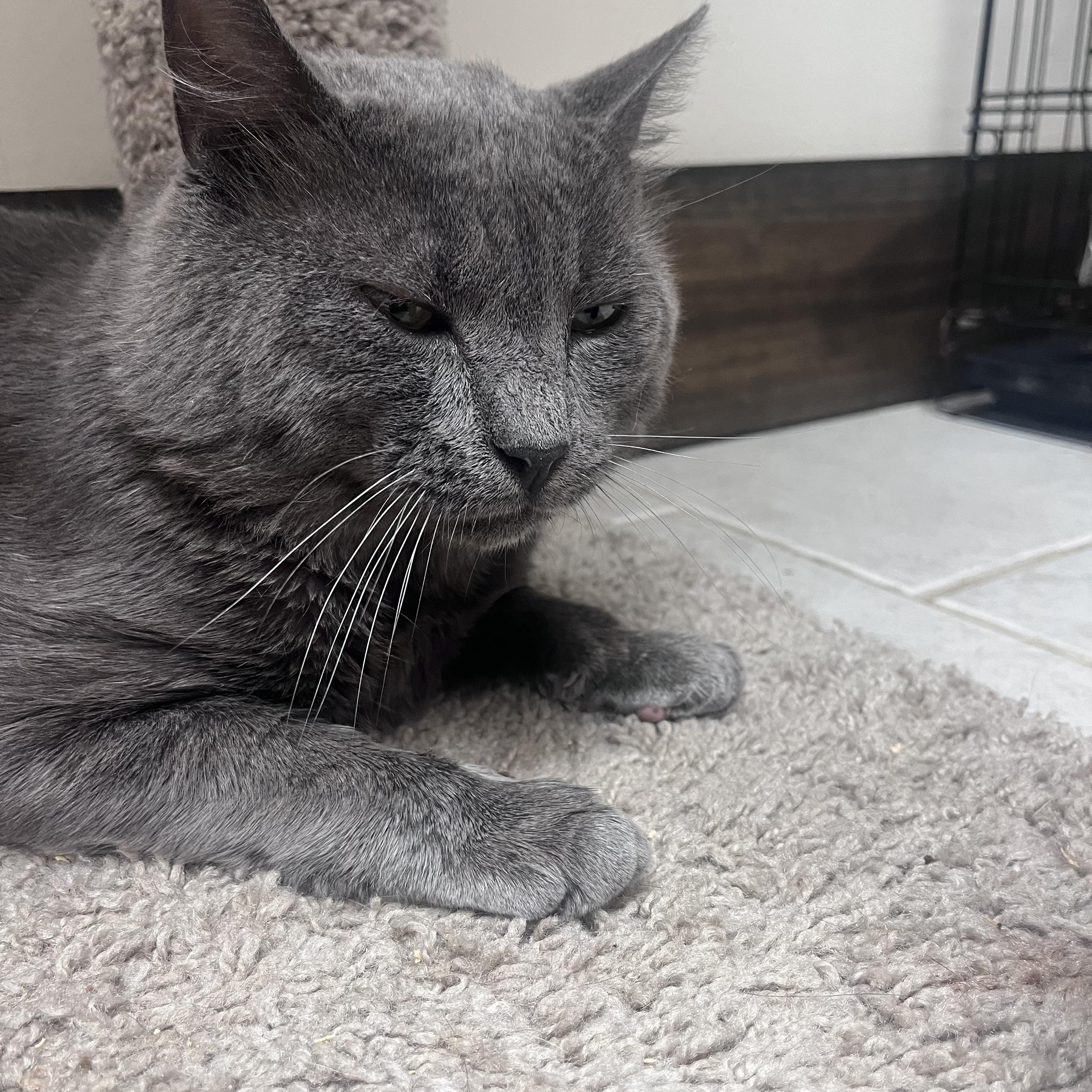 Haven, Adopted, Young Male American Shorthair.