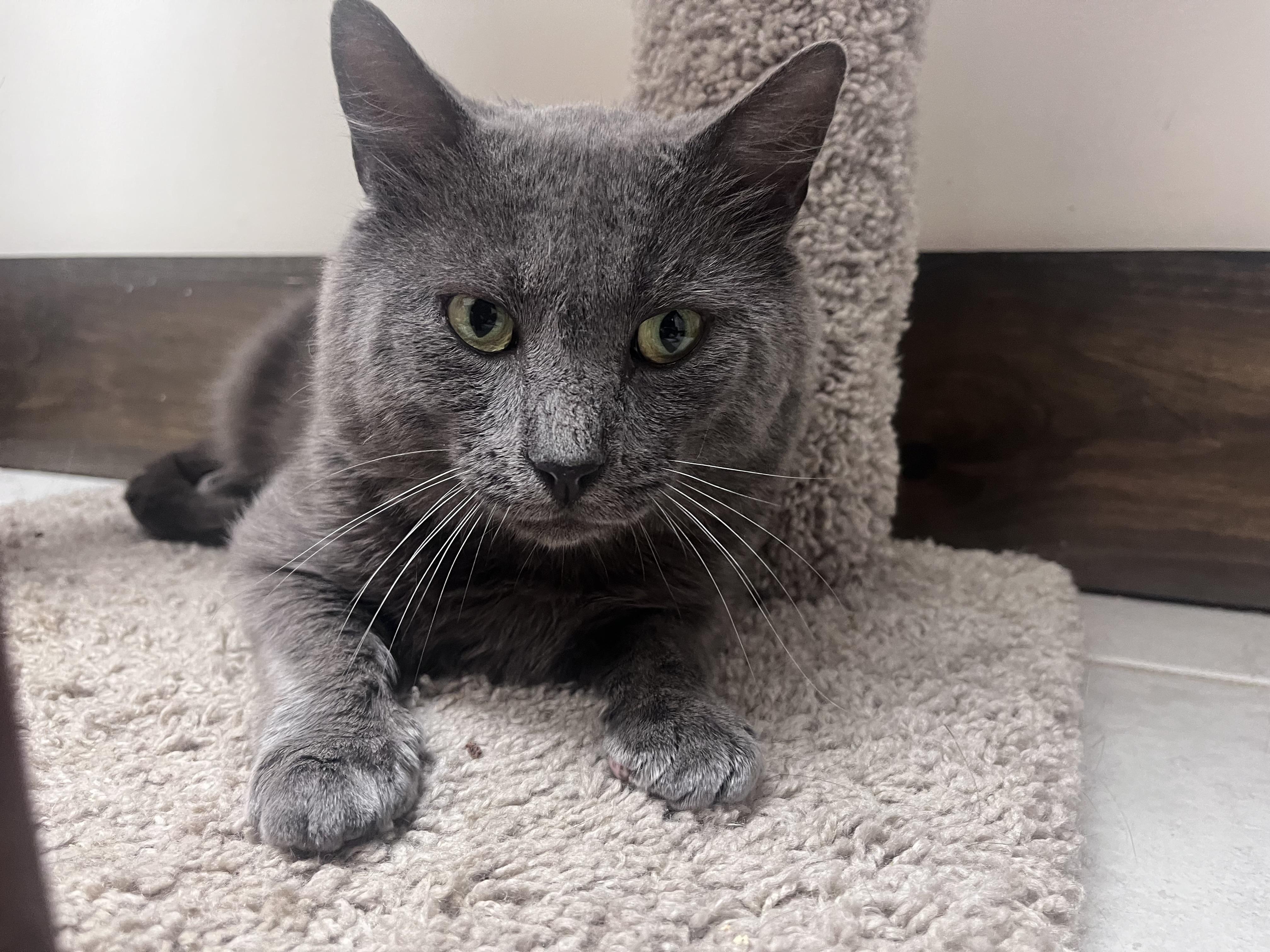 Enlarge Haven, a Adopted American Shorthair in Medford, MA image 4/6