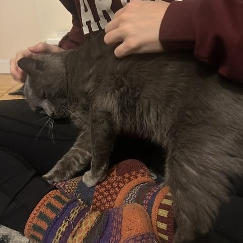 Enlarge Haven, a Adopted American Shorthair in Medford, MA image 3/6