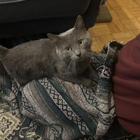 Enlarge Haven, a Adopted American Shorthair in Medford, MA image 5/6