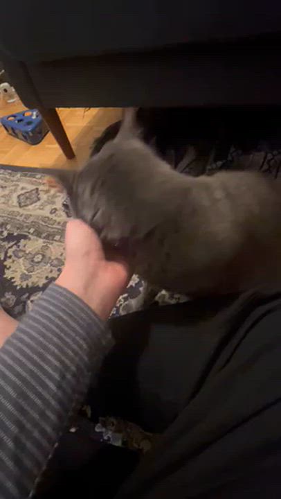 Enlarge Haven, a Adopted American Shorthair in Medford, MA video 6/6
