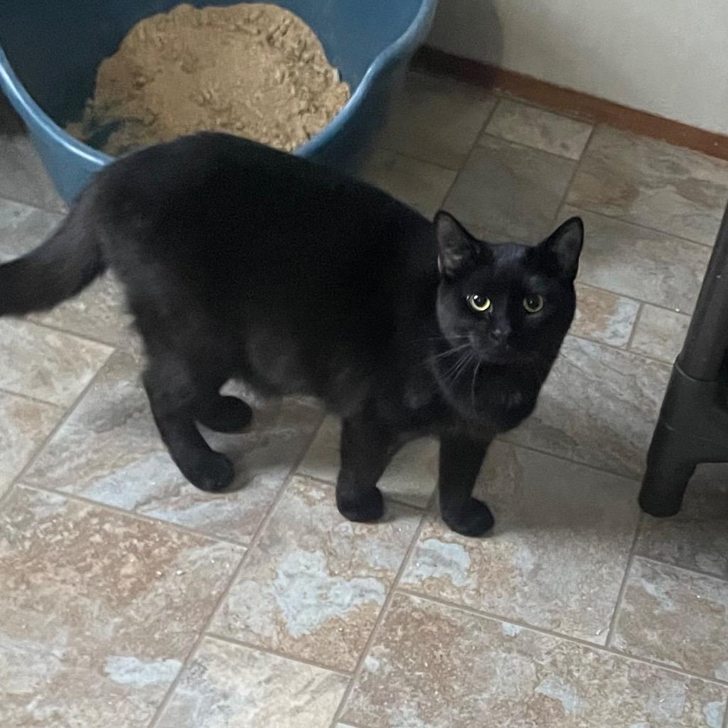 Jay, Adoptable, Young Female Domestic Short Hair.