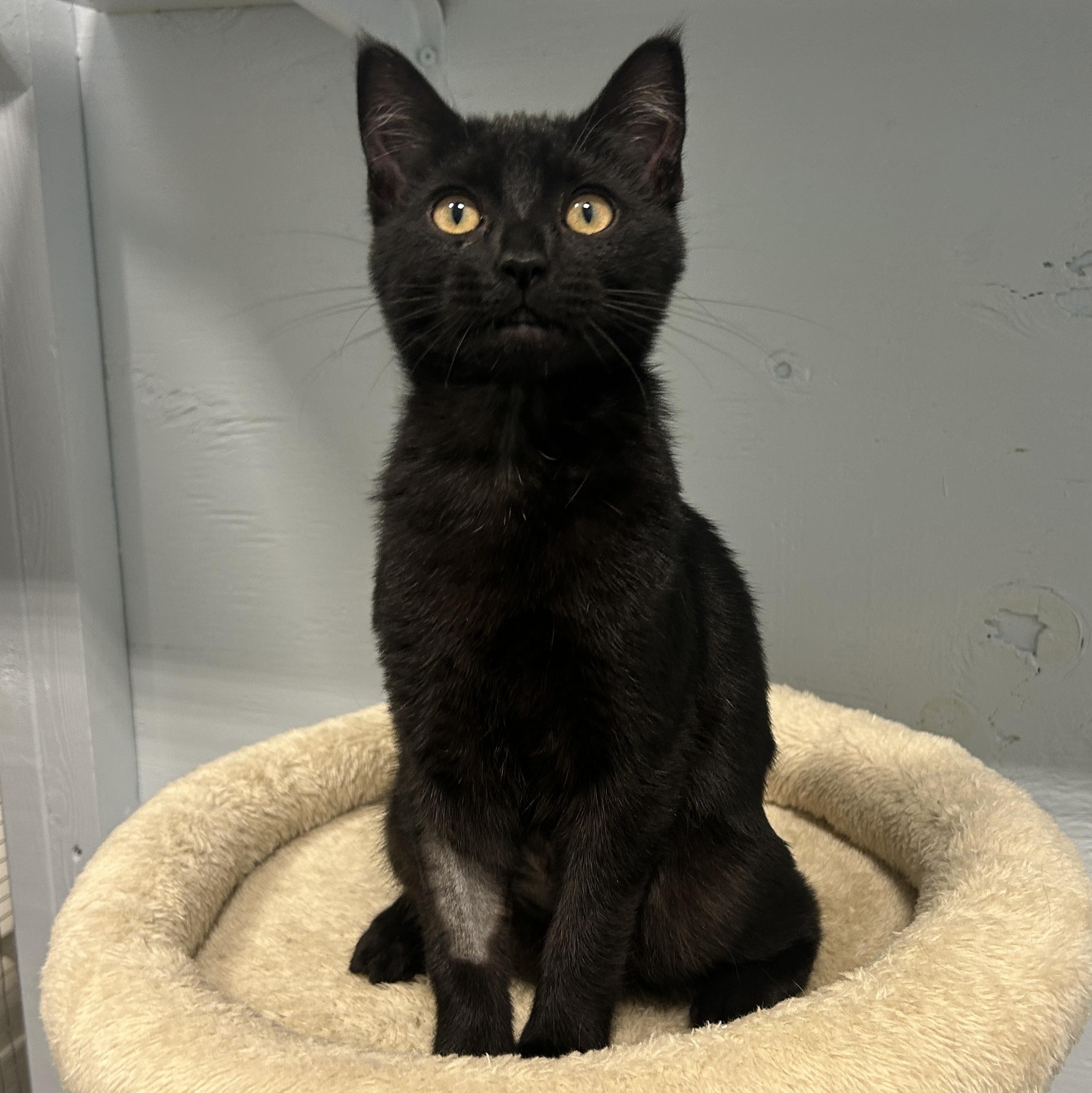 Enlarge Hollyhock, a Adoptable Domestic Short Hair in Mission, BC image 1/3