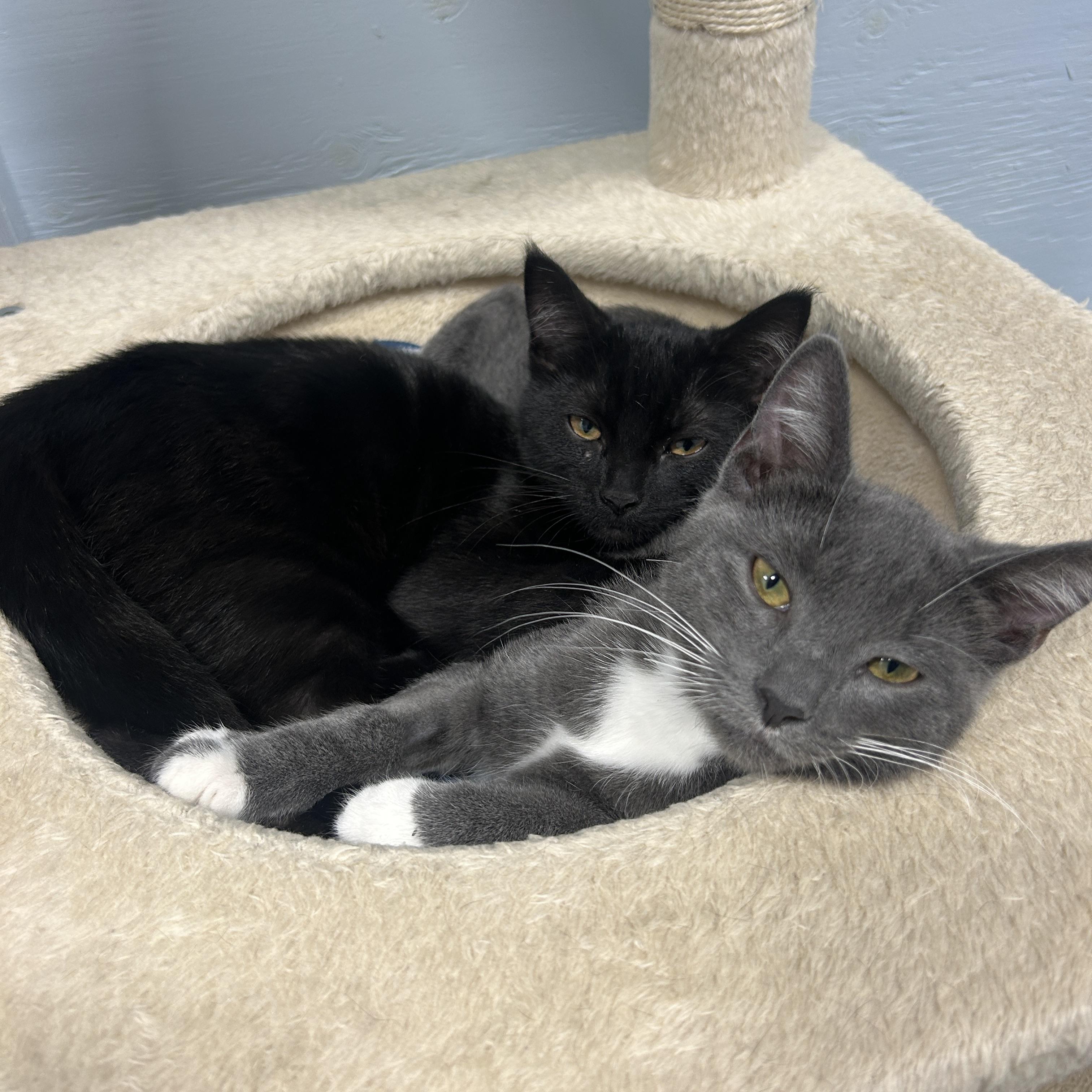 Enlarge Hollyhock, a Adoptable Domestic Short Hair in Mission, BC image 3/3